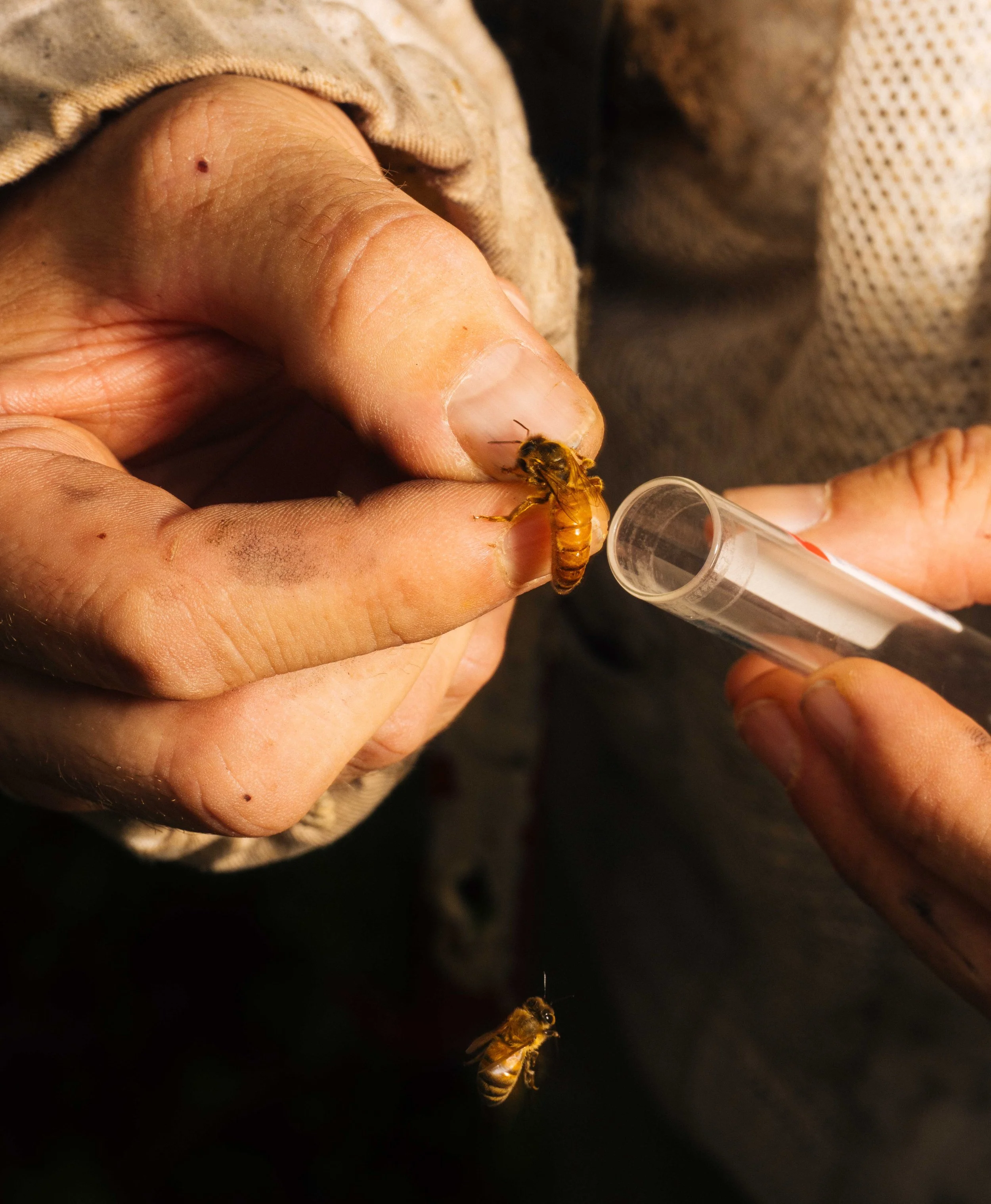 NYT_Bee_Veterinary_Program_UGA_61_WillCrooks.jpg