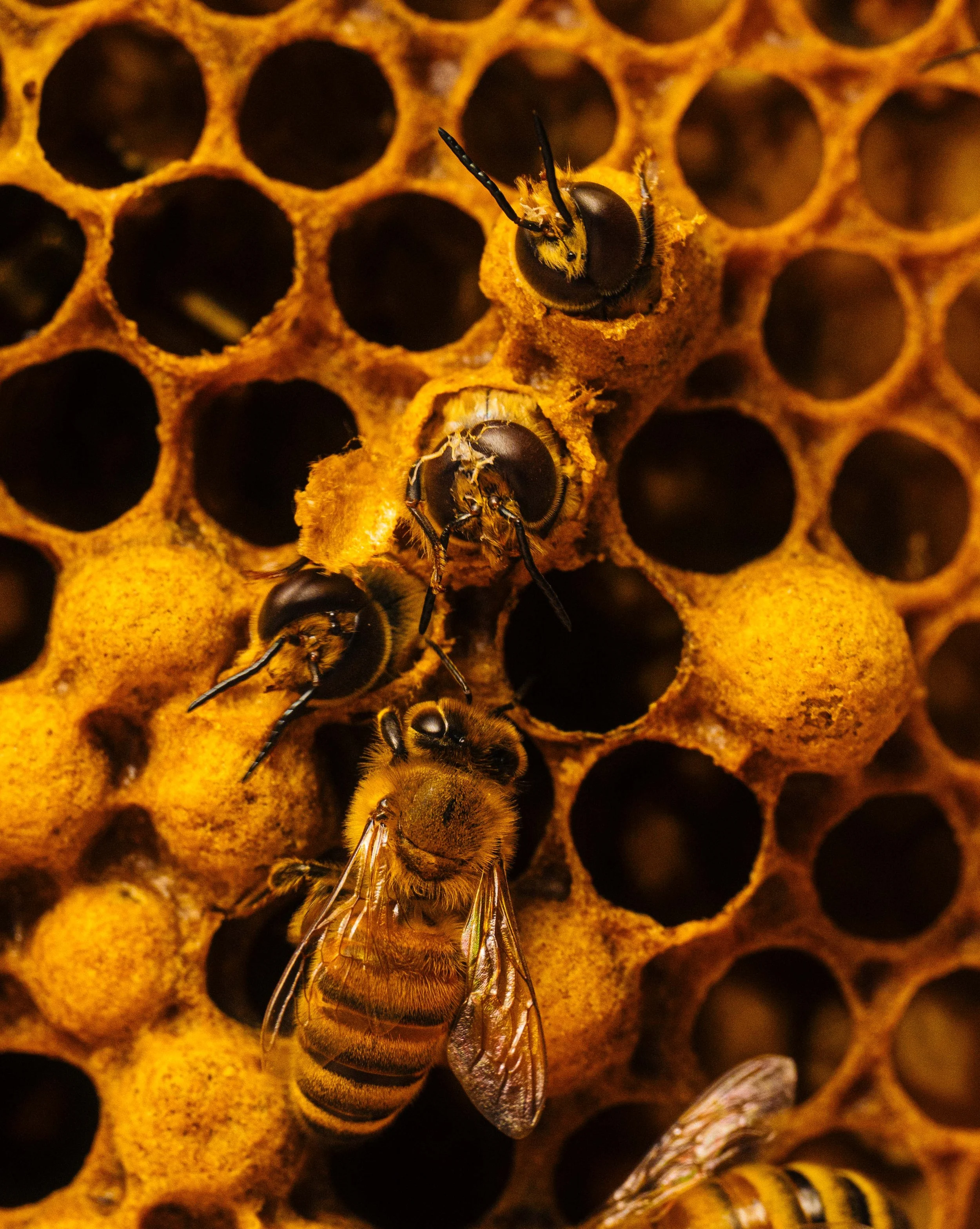 NYT_Bee_Veterinary_Program_UGA_59_WillCrooks.jpg