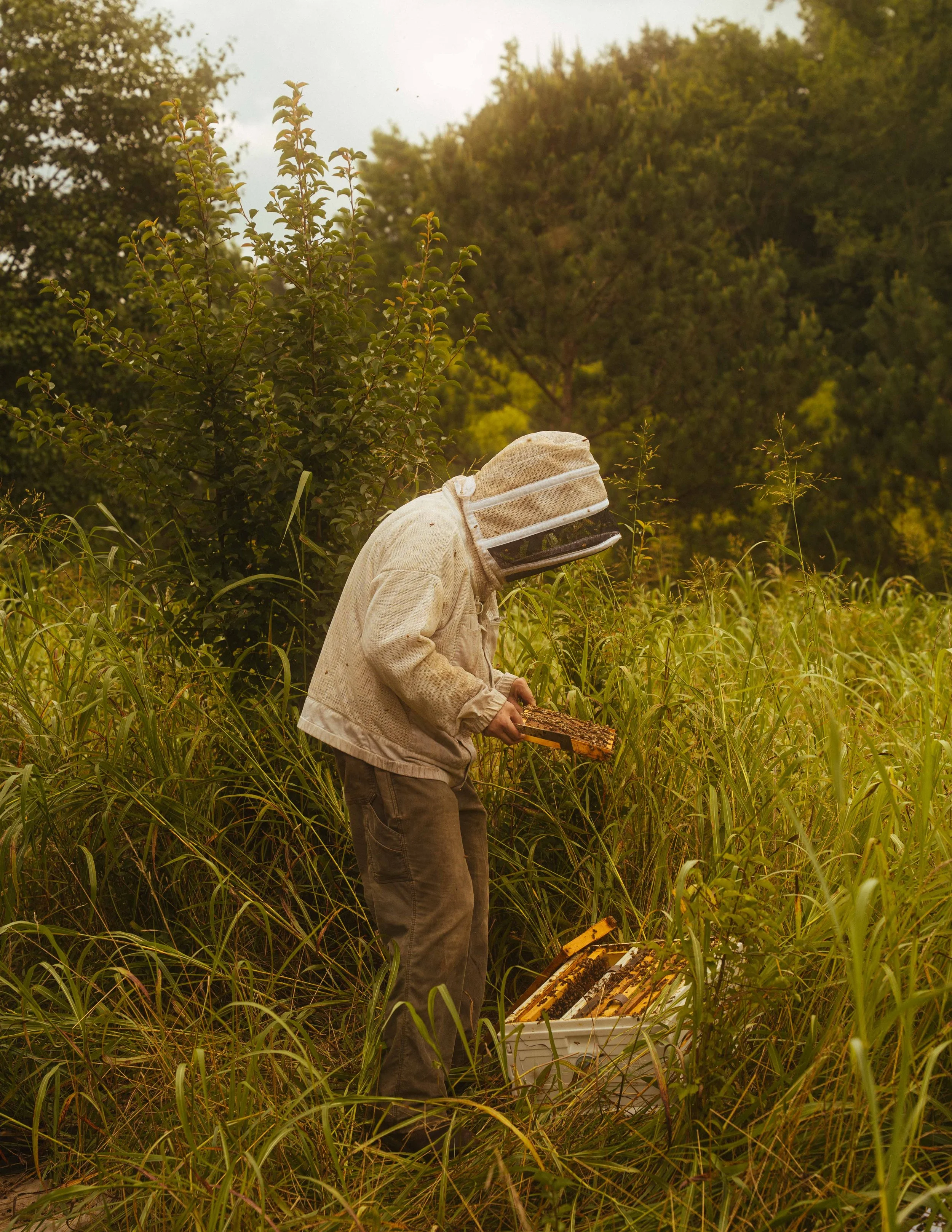 Bees_UGA_Veterinary_NYT_58_WillCrooks.jpg