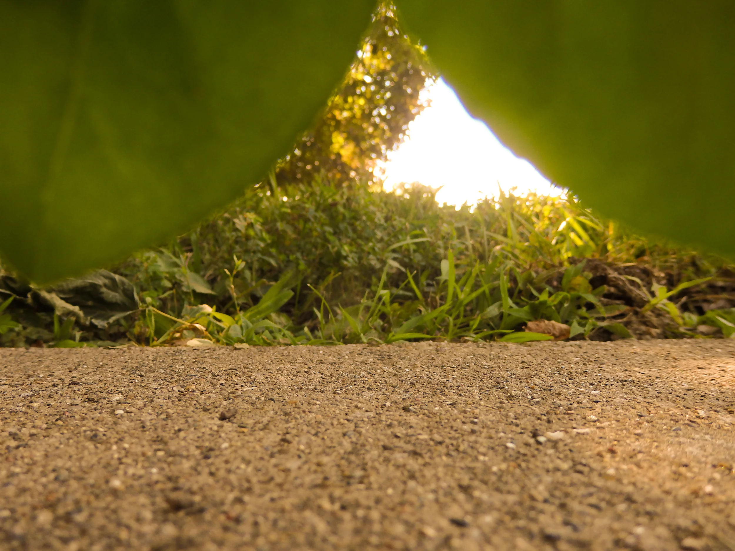 Grace, Insect's Perspective 