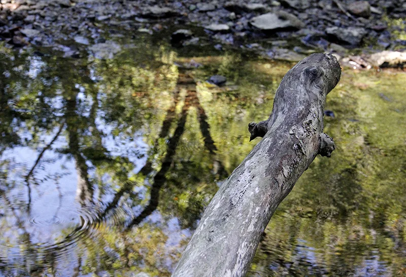 "Benson Creek, Franklin County, KY" by Ed Lawrence, 19 x 13 in, inkjet print on archival matte paper (2016) $200 / $300 framed ( limited edition of 10) | BUY NOW
