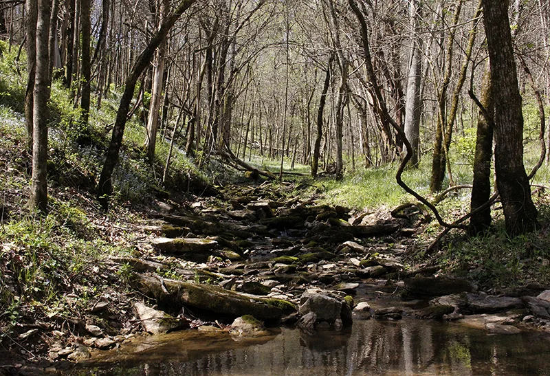 "Hal Bryan's Creek, Franklin County, KY" by Ed Lawrence, 19 x 13 in, inkjet print on archival matte paper (2016) $200 / $300 framed (limited edition of 10) | BUY NOW