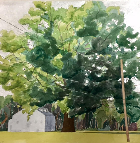 "Kentucky's State Champion Swamp Chestnut Oak" by Gretchen Treitz, 14x14in, watercolor, silverleaf (2016)
