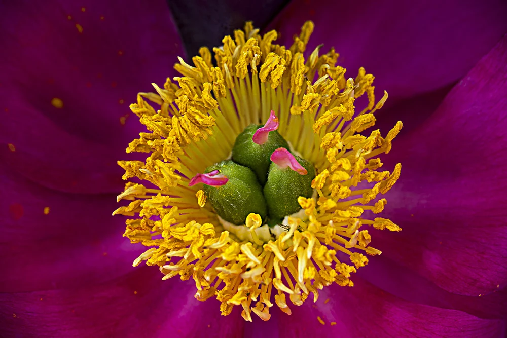"Peony" by Julius Friedman, photography