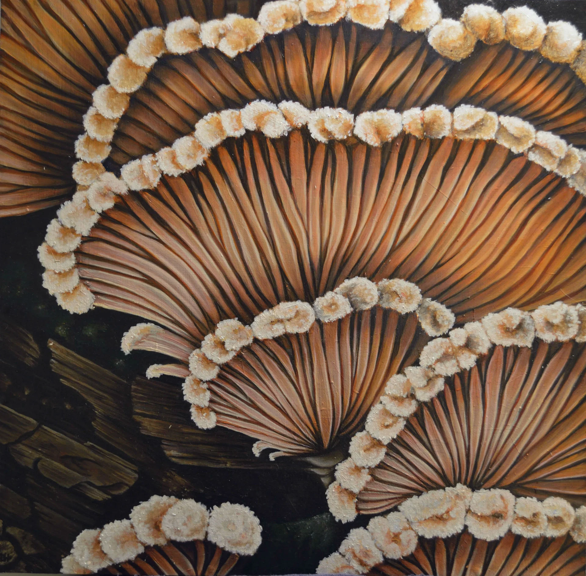 "Split Gill Mushroom" by Devan Horton, 24 x 24in, oil on panel (2017), $800 | BUY NOW