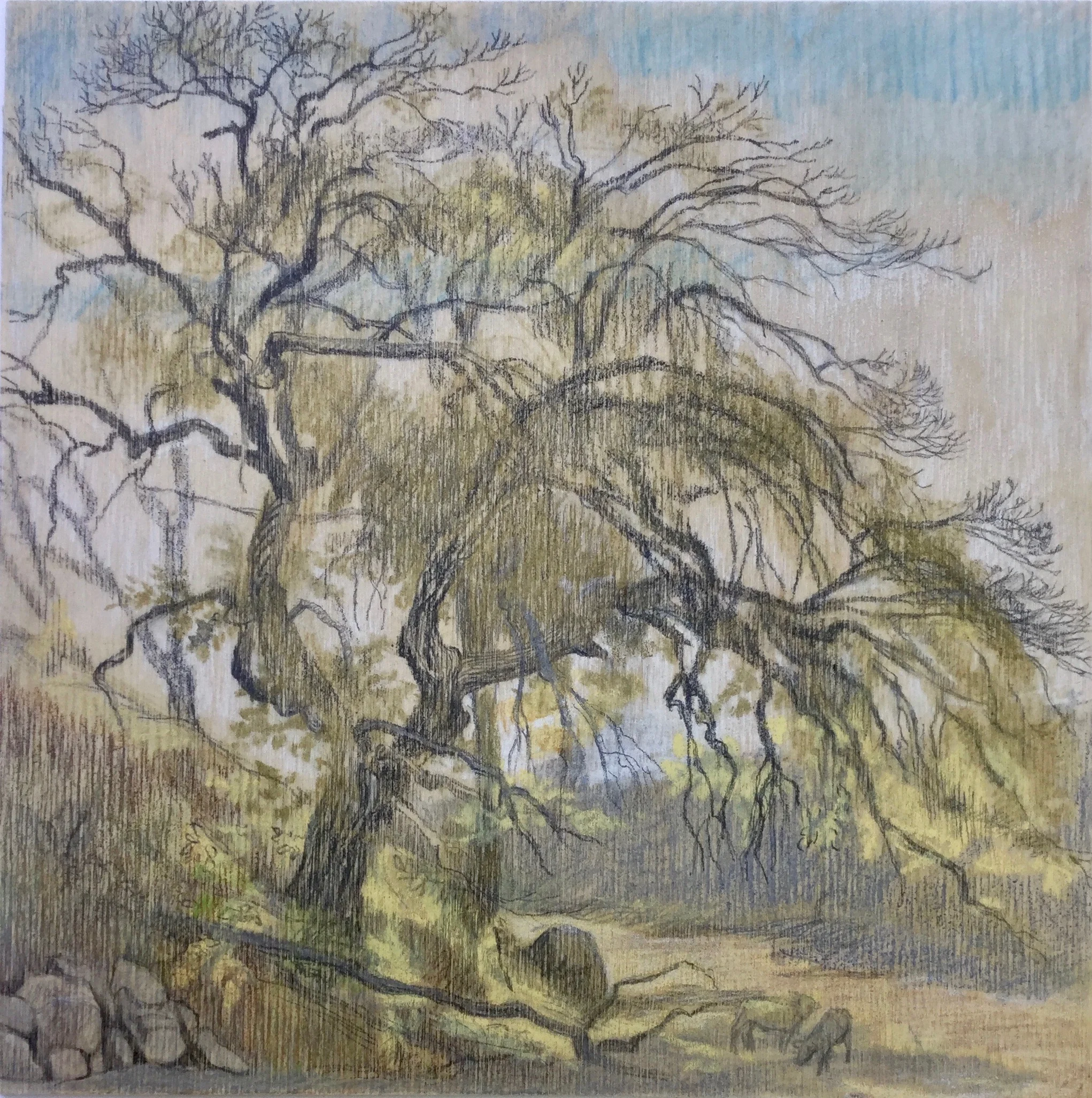 "Live Oak Wash" by Clare Hirn, 2018