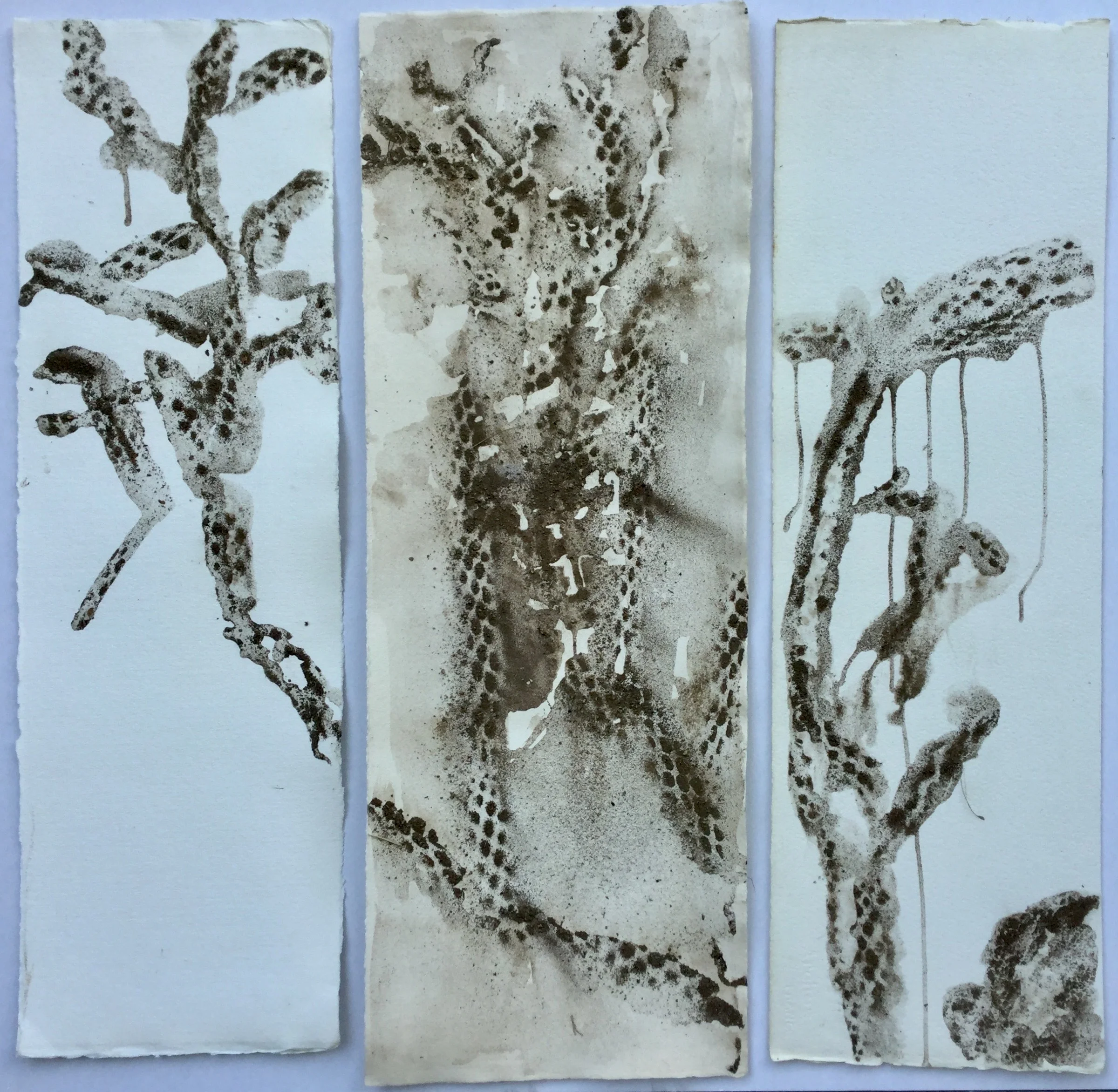 "Cholla Triptych" by Clare Hirn, 2018