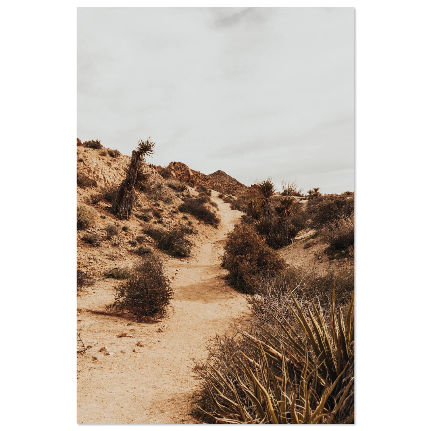 Joshua Tree - 01 * téléchargeable