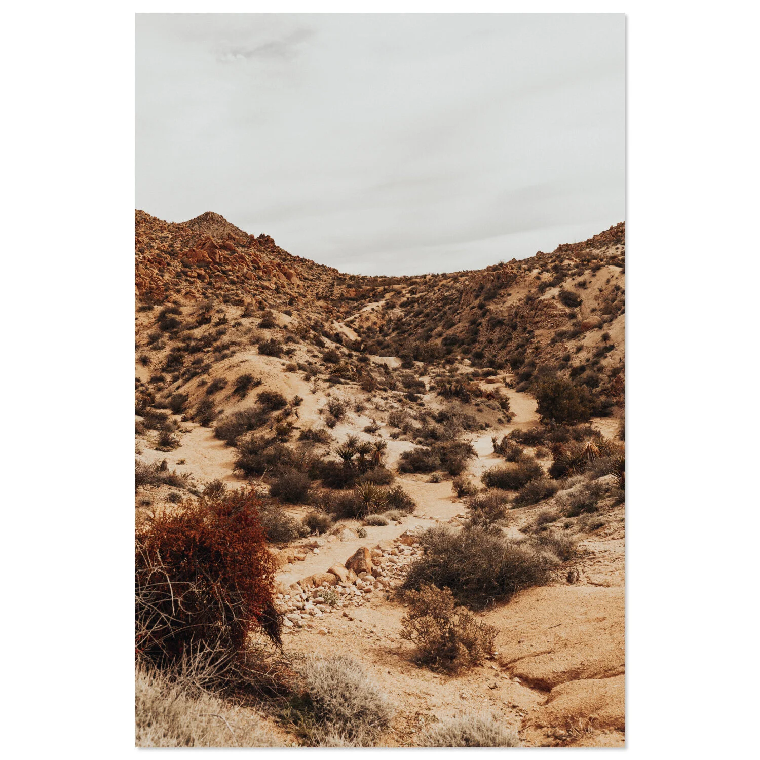 Joshua Tree - 02 * téléchargeable