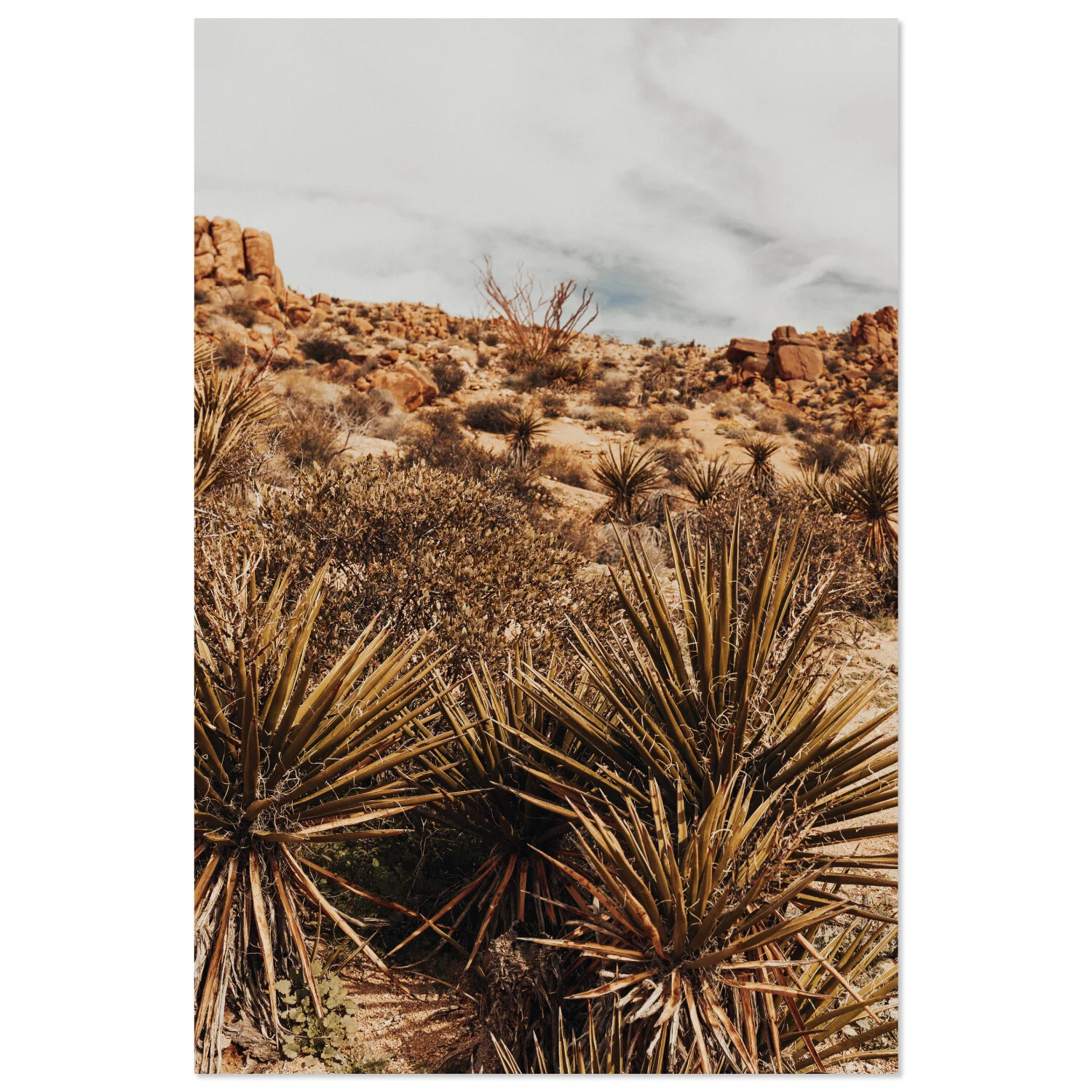 Joshua Tree - 04 * téléchargeable