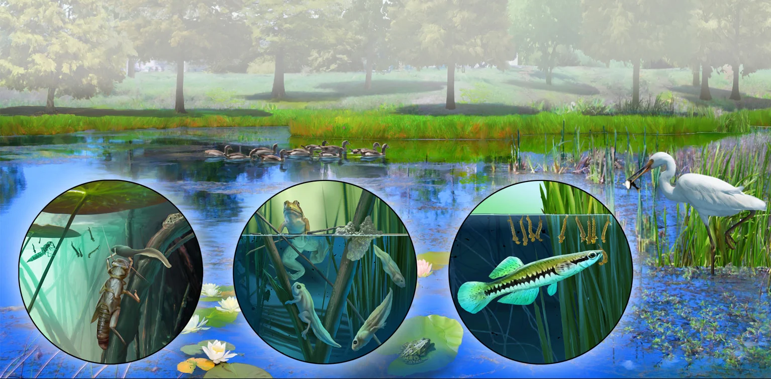 Environmental art illustrates pond life cycles and eco system.