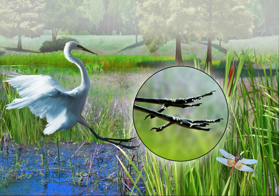 Environmental art illustrates how fish eggs are transferred to different ponds.