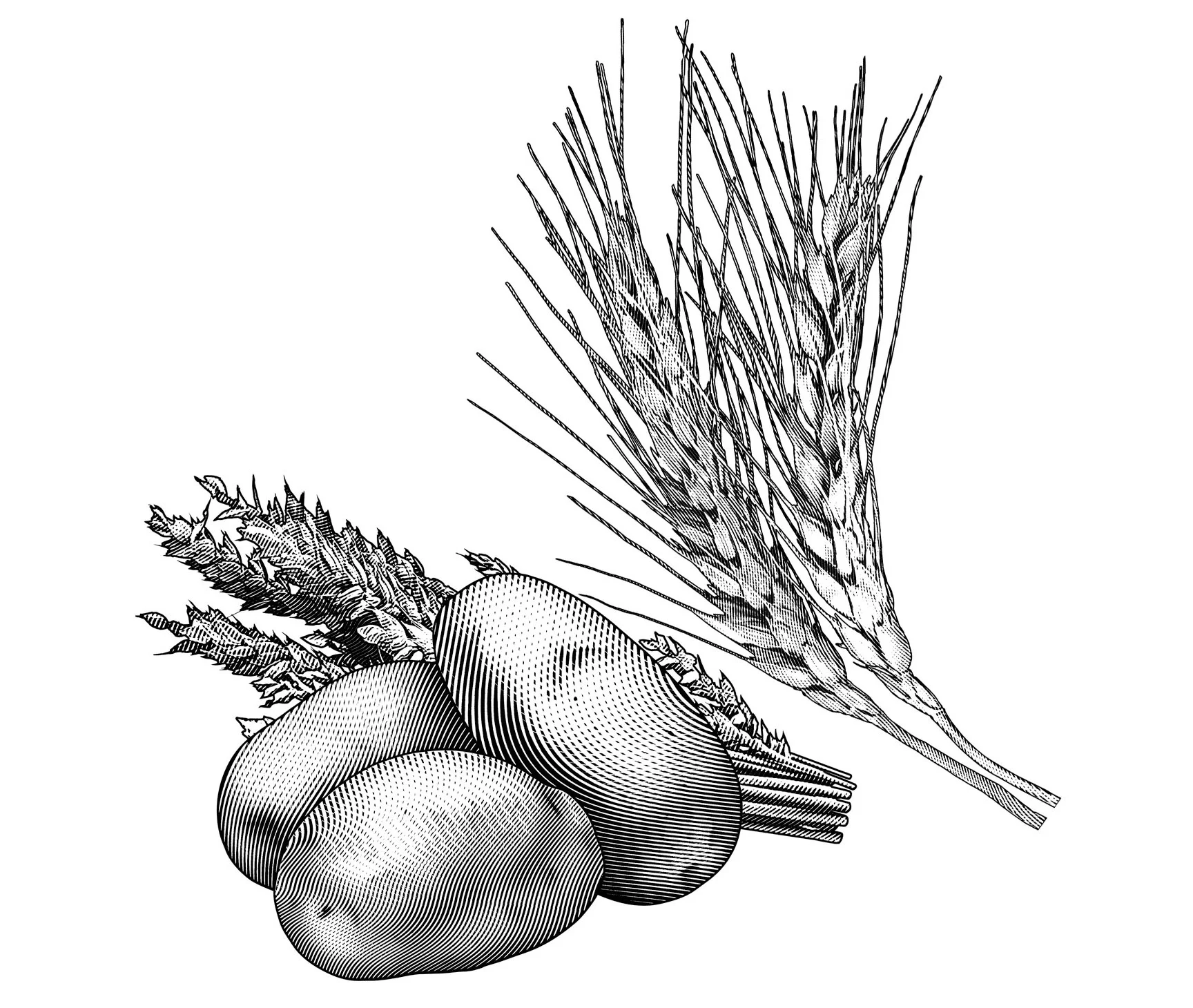 Cutline art of potatoes, barley and wheat