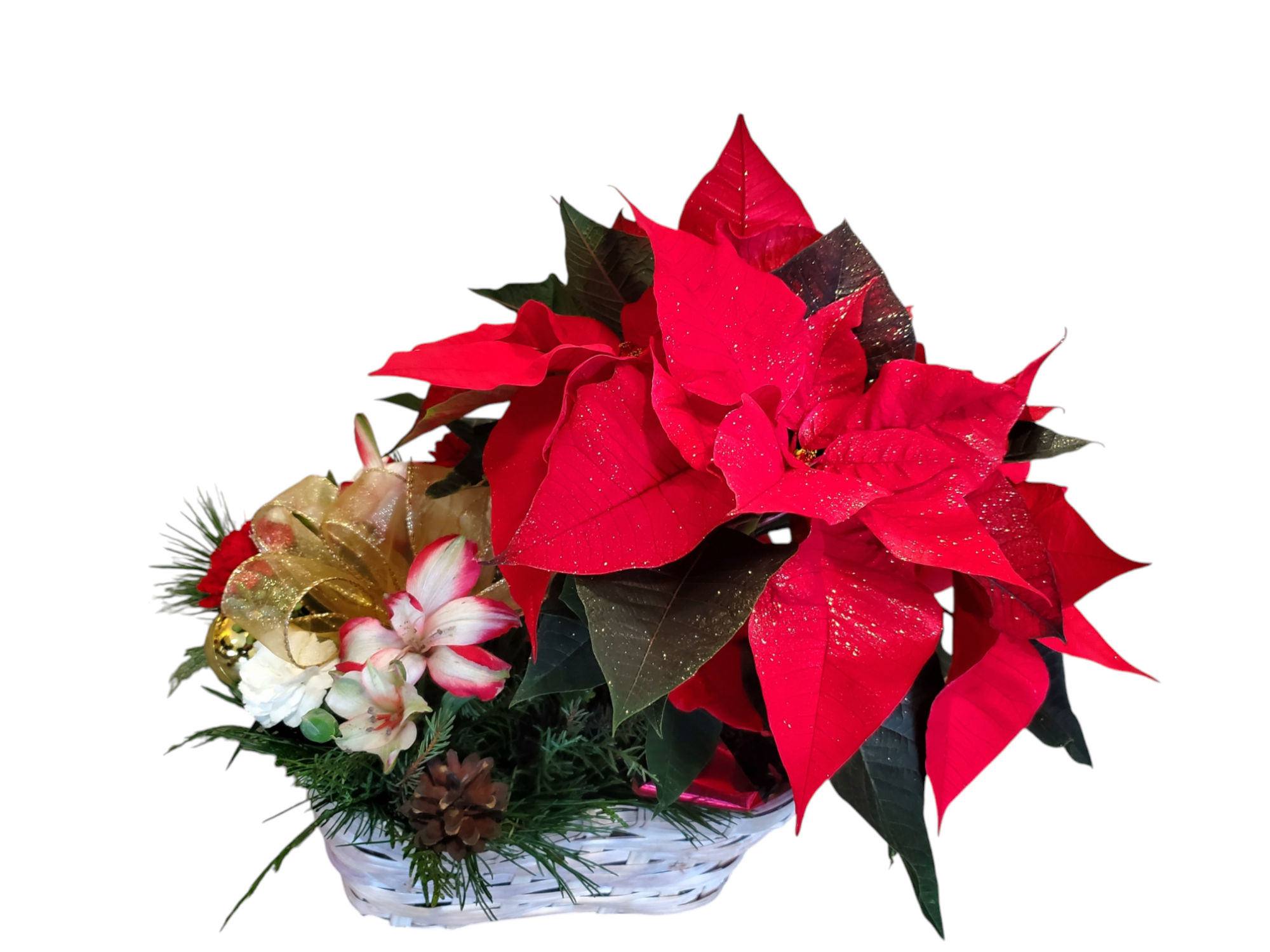 Photoroom-20241218_092916.png