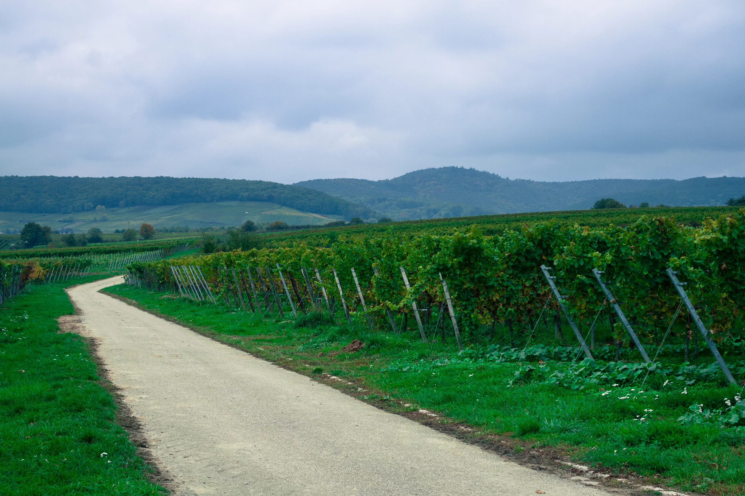 35 mm-20151017-160010- Weingut Pfalz.jpg
