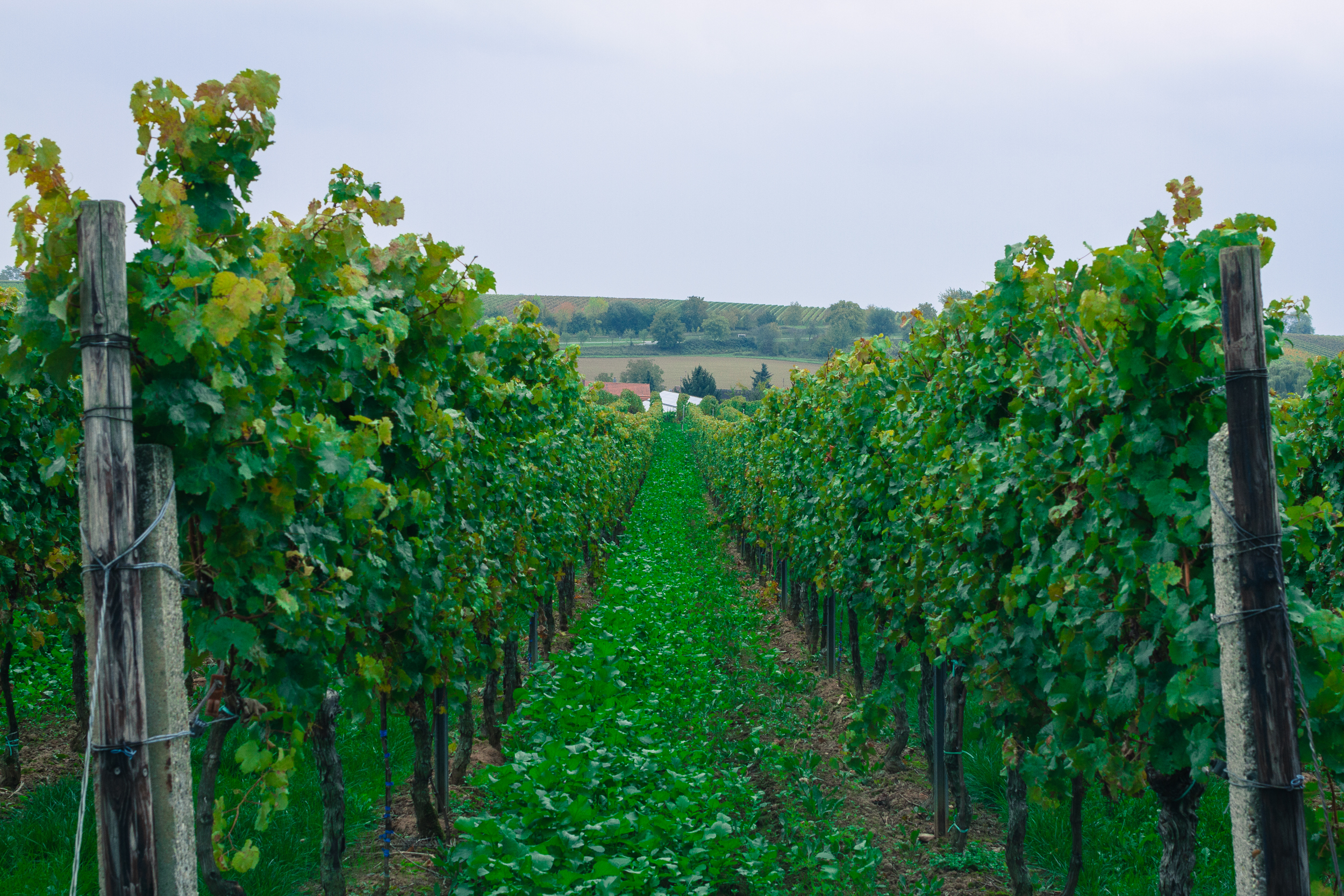 35 mm-20151017-160307- Weingut Pfalz.jpg