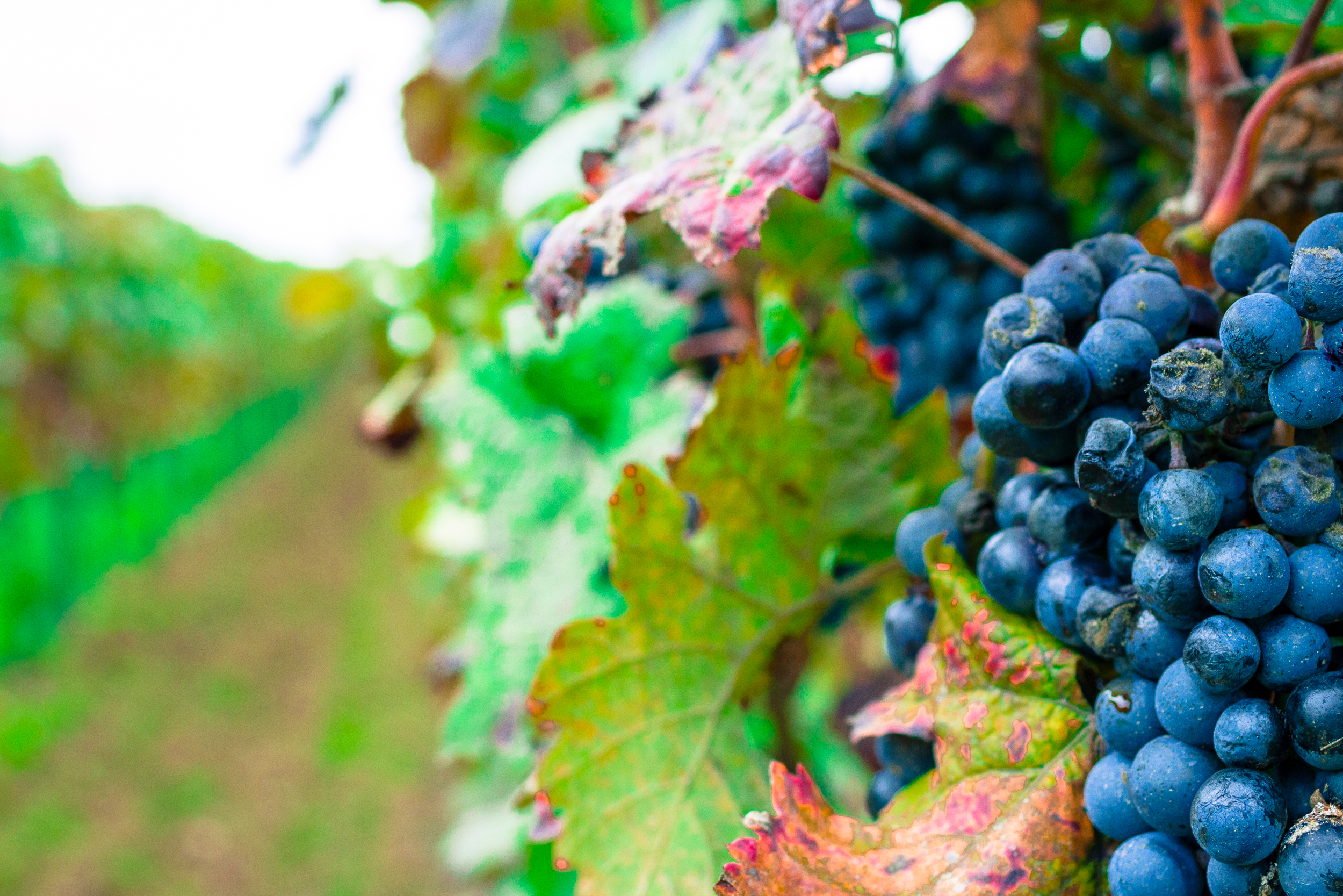 35 mm-20151017-160528- Weingut Pfalz.jpg