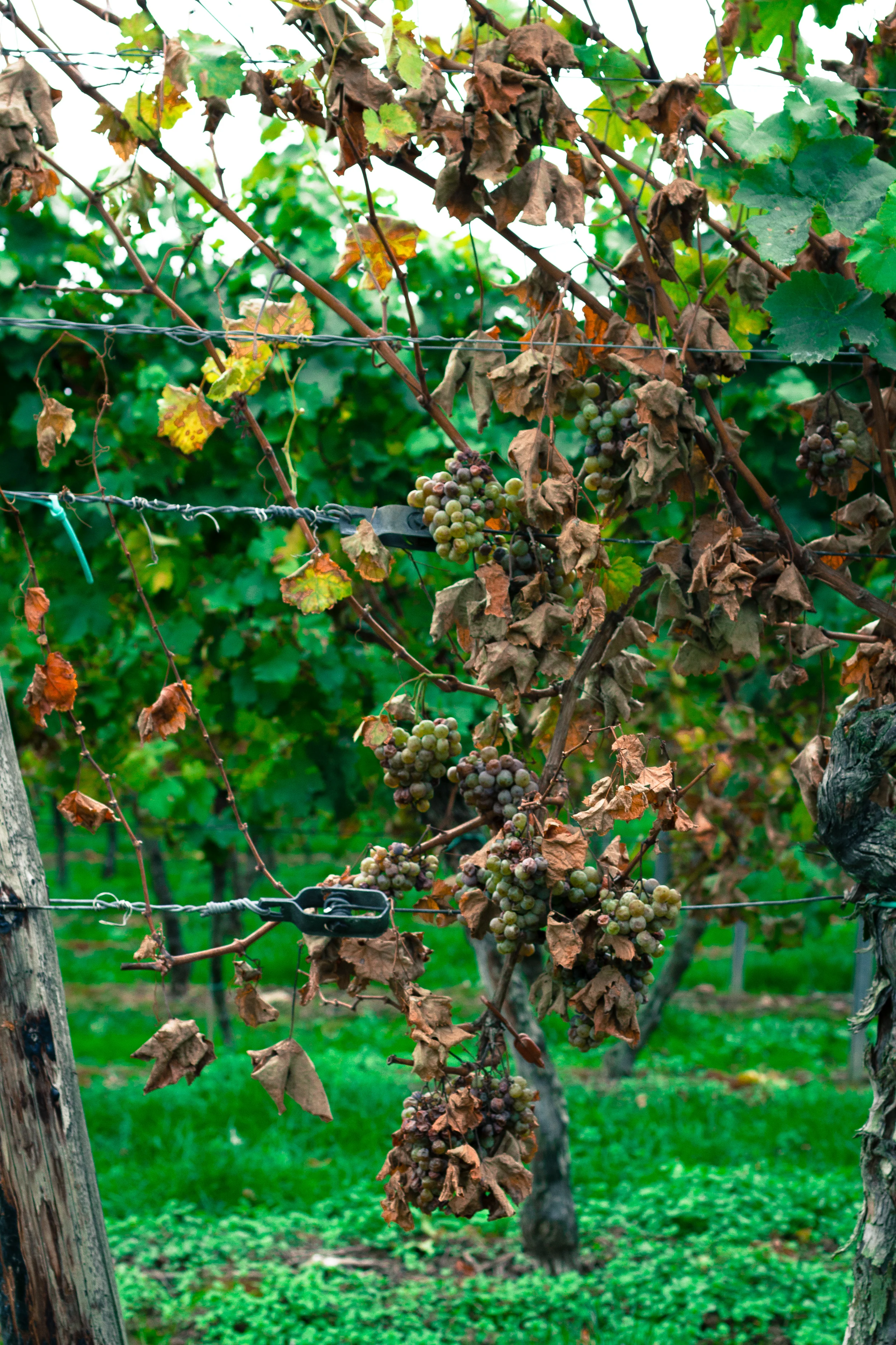 35 mm-20151017-160821- Weingut Pfalz.jpg
