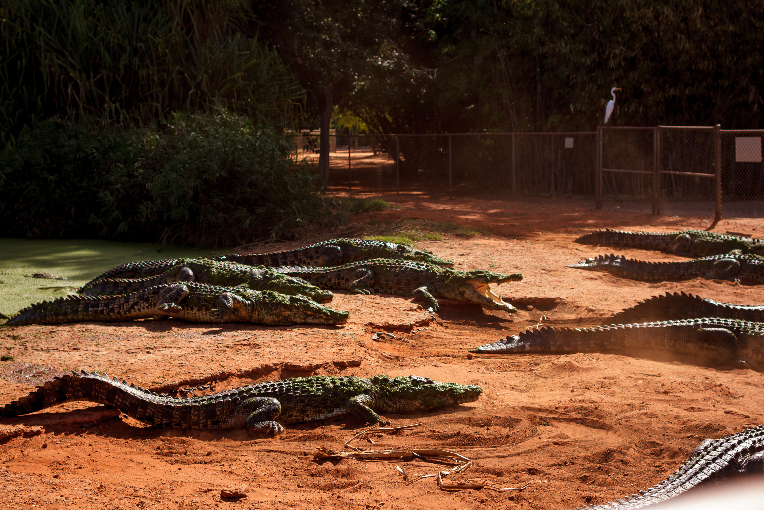 35 mm-20151222-151243-Broome Crocodile Farm.jpg