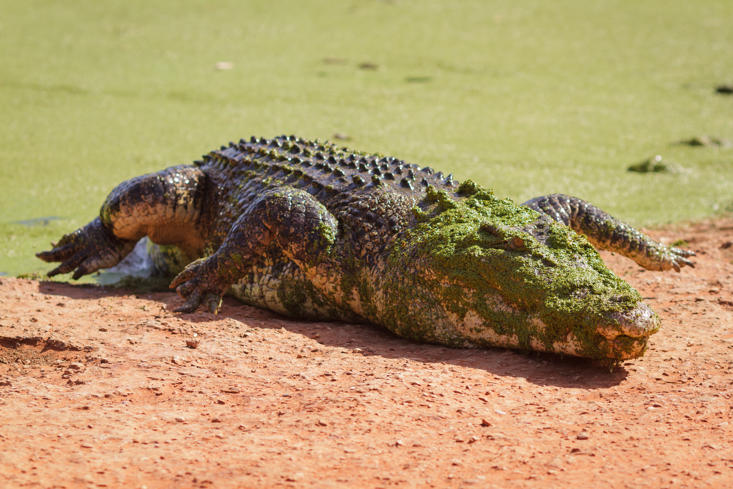135 mm-20151222-145917-Broome Crocodile Farm.jpg