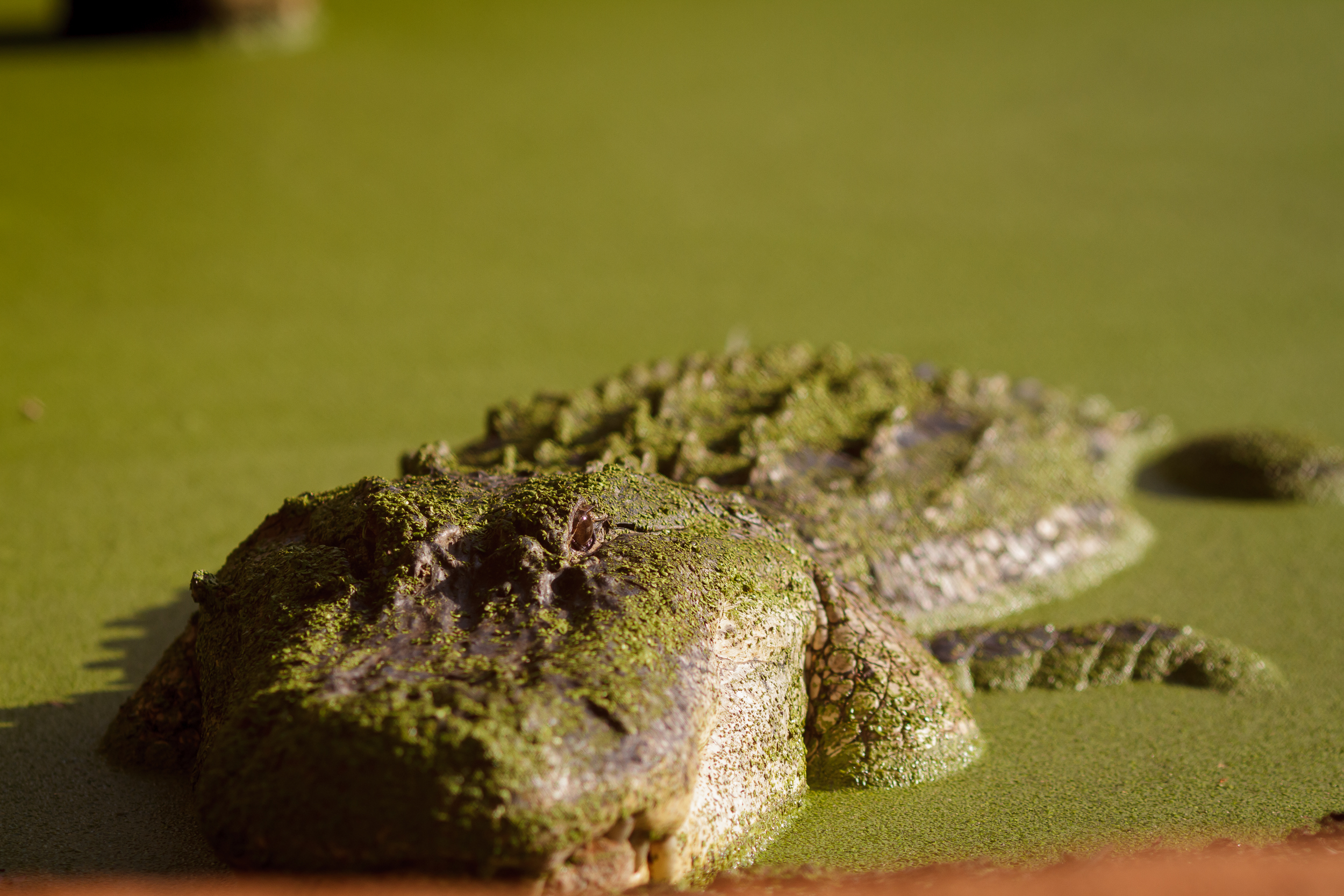 135 mm-20151222-162454-Broome Crocodile Farm.jpg