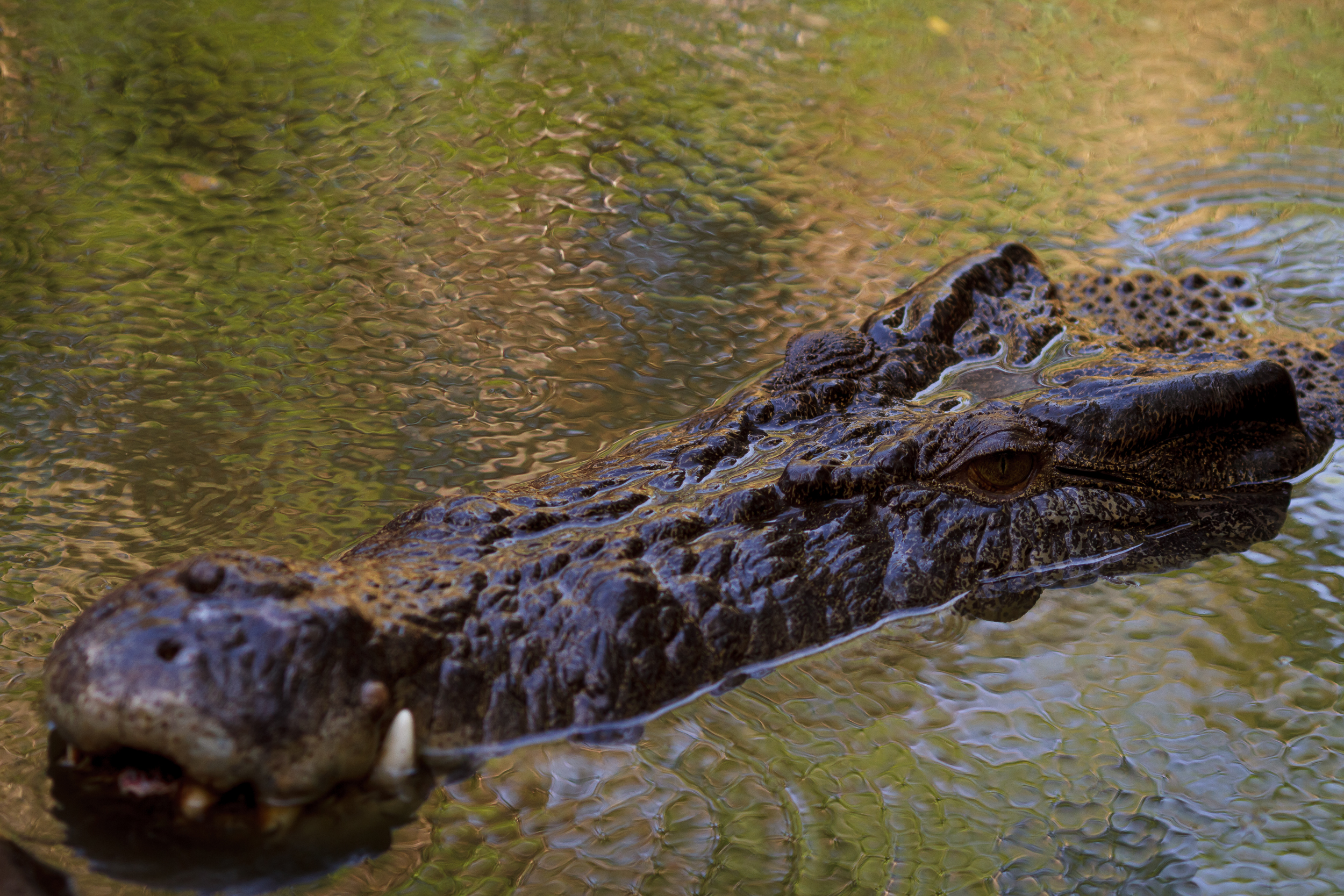 135 mm-20151222-160600-Broome Crocodile Farm.jpg