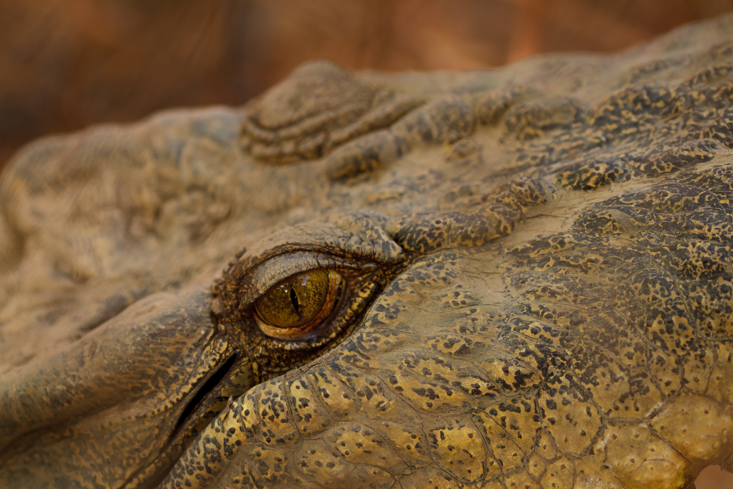 135 mm-20151222-155055-Broome Crocodile Farm.jpg