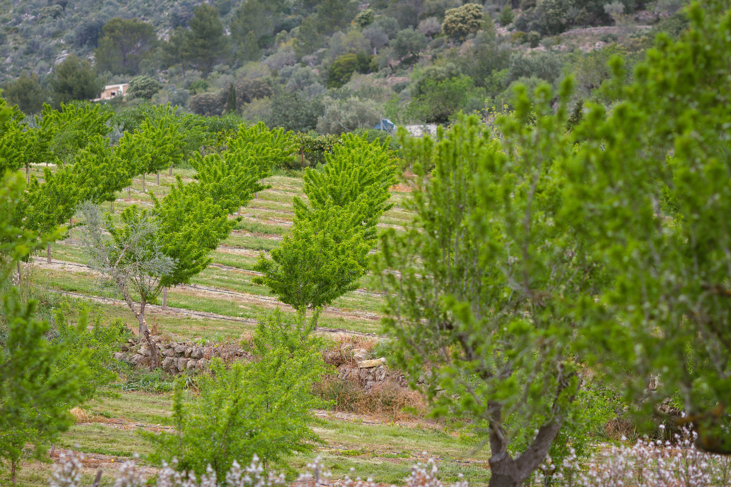 135 mm-20170402-193930- Mallorca 2017.jpg