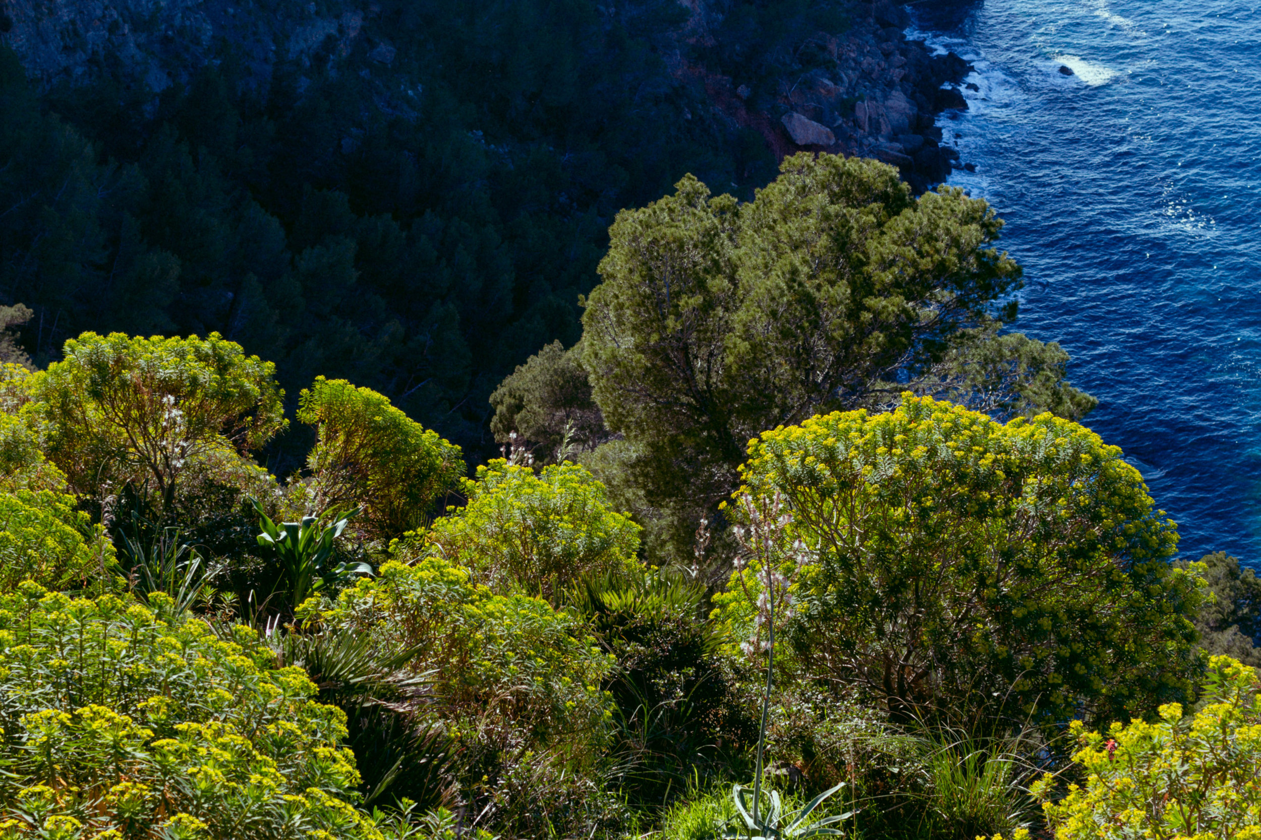 35 mm-20170403-033103- Mallorca 2017.jpg