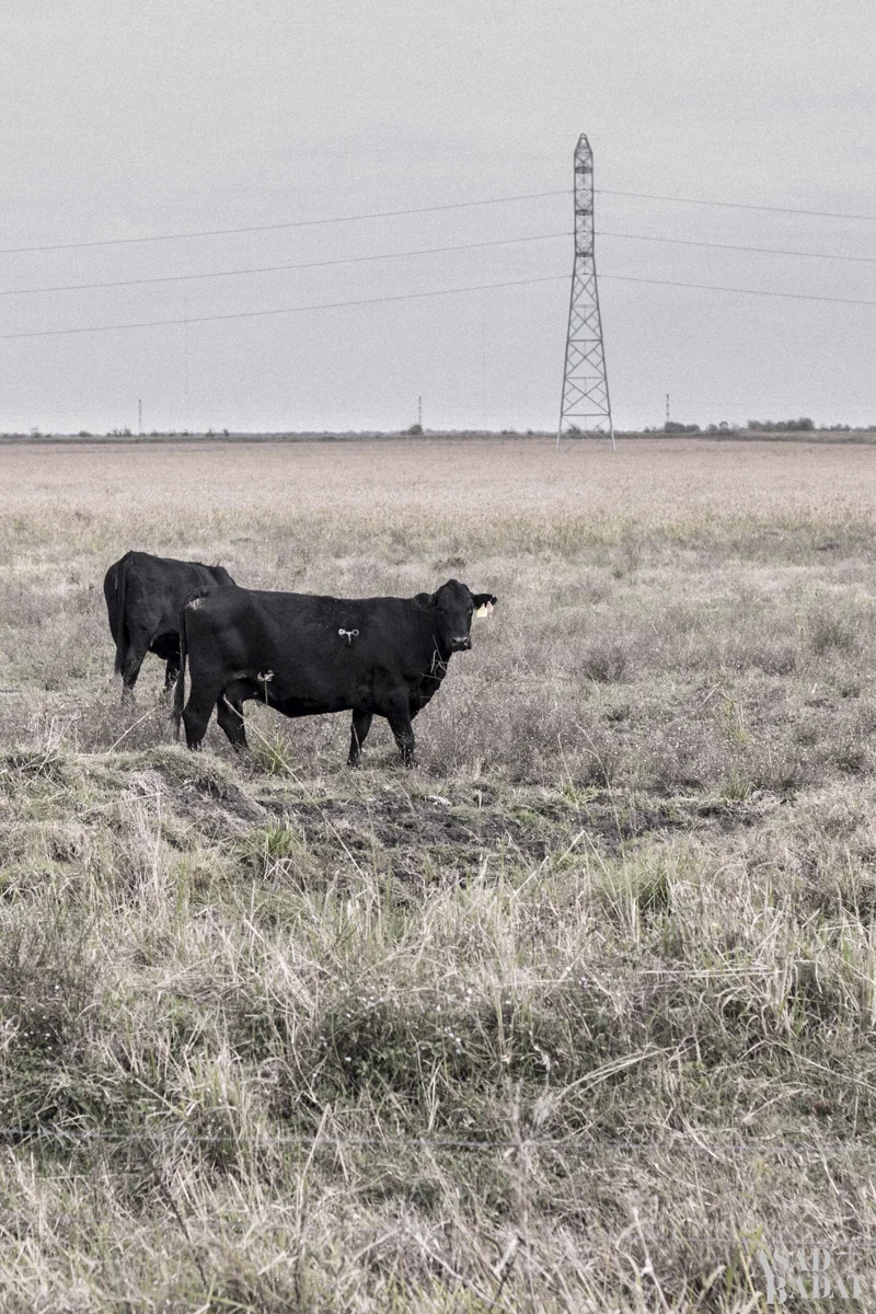 Moo.