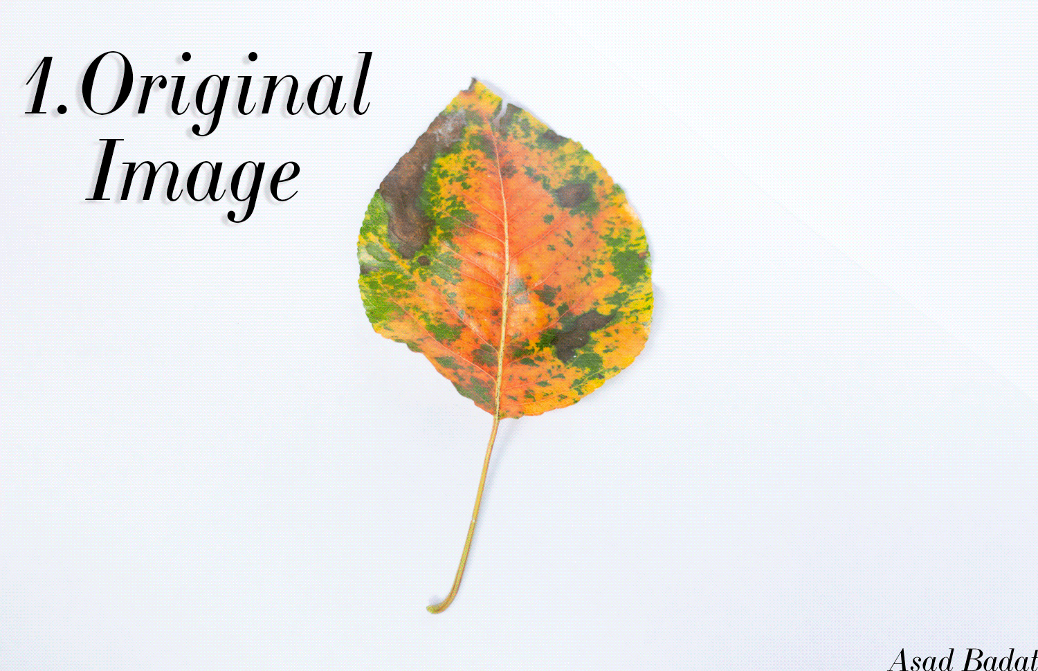 Asad-Badat-Autumn-Leaves-Photoshop-Lightroom.jpg