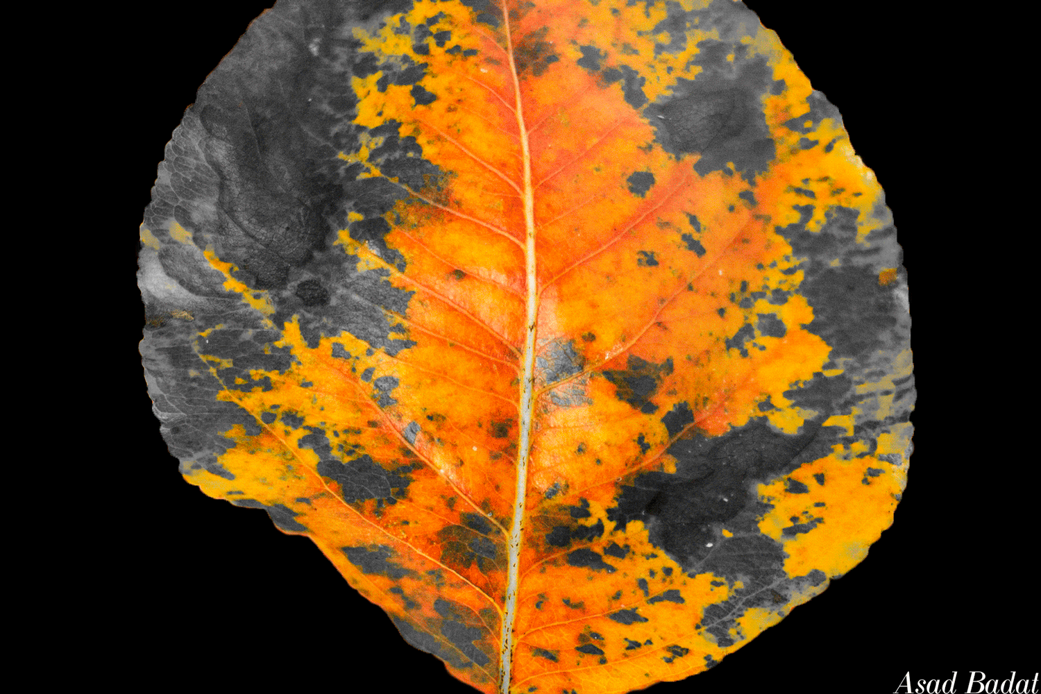 Asad-Badat-Autumn-Leaves-Details.jpg