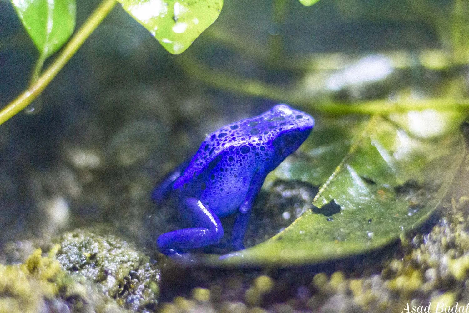 A poison dart frog.