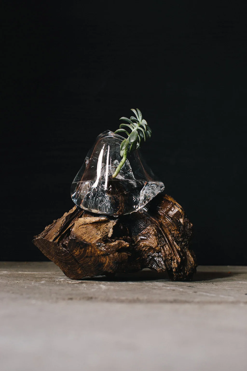 BT Stump 04