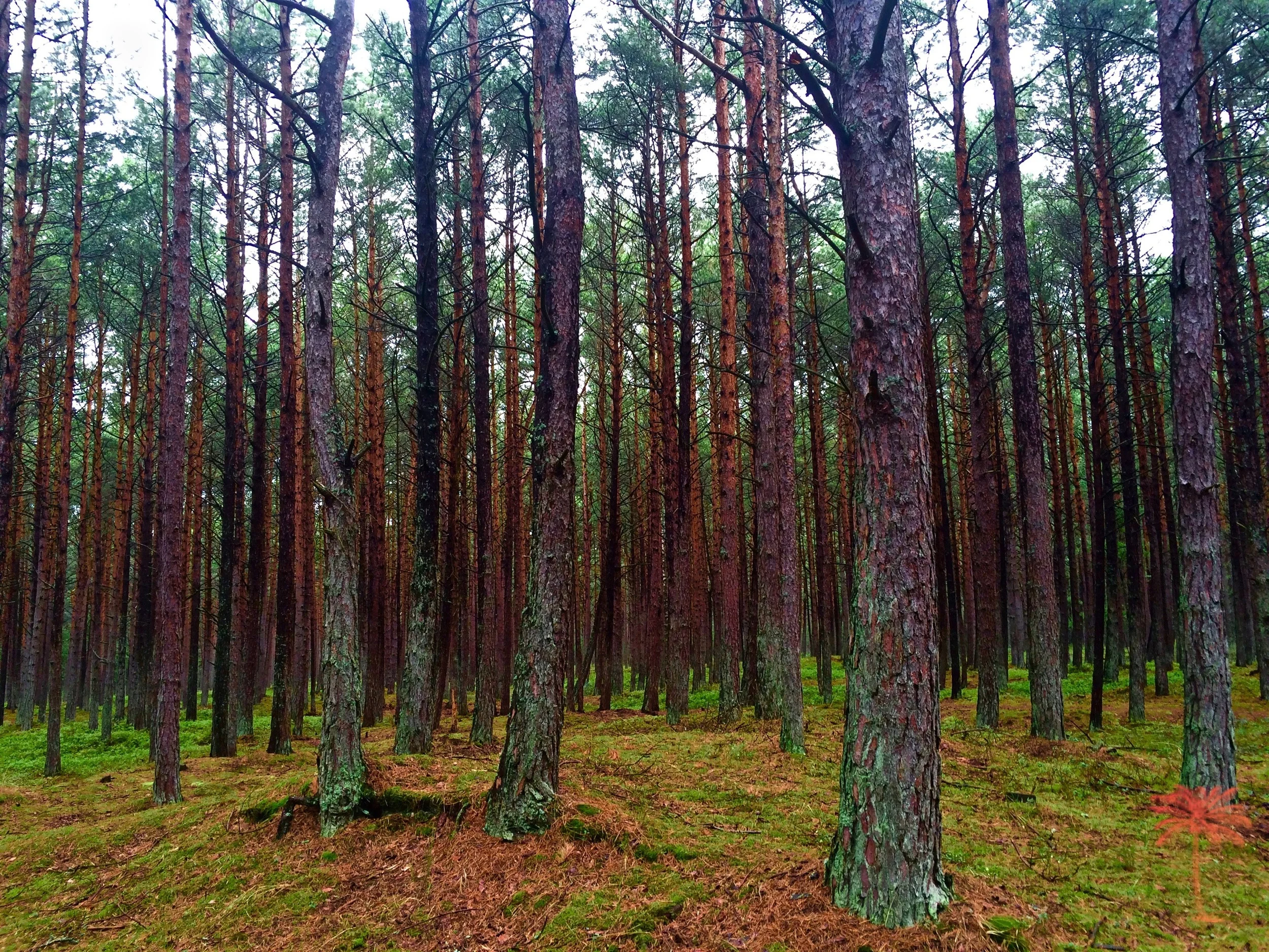 Getting Lost in Northern Poland
