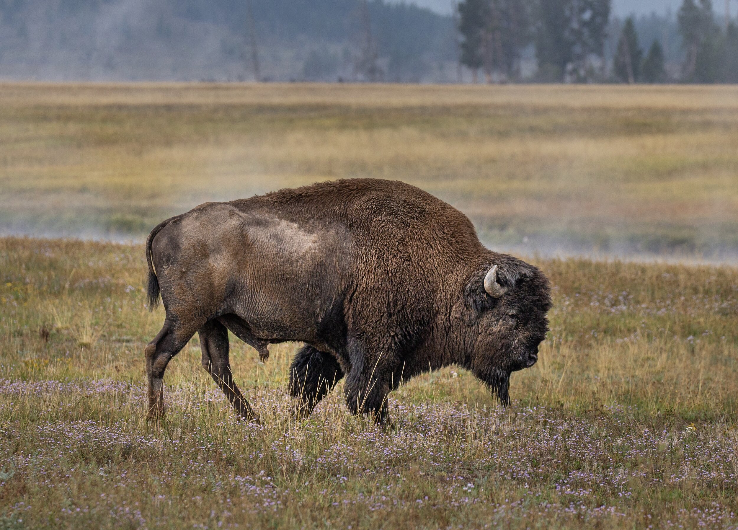 BISON, YELLOWSTONE NATIONAL PARK, WYOMING