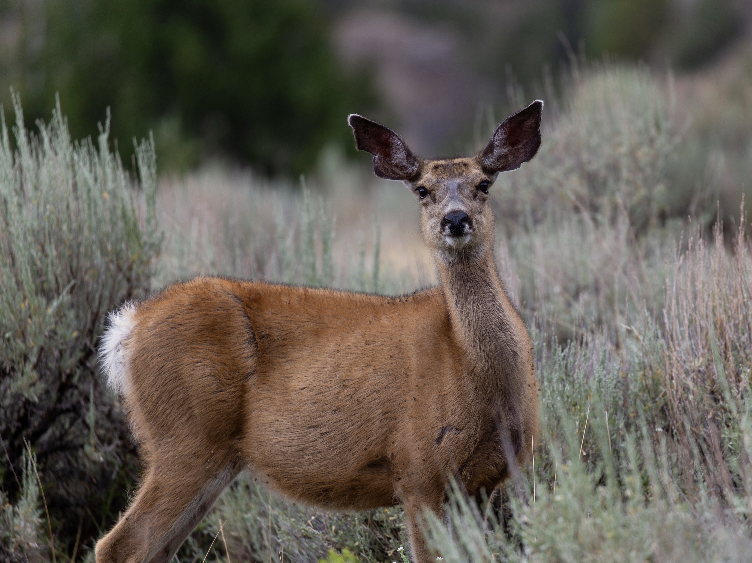 DEER, PRAY, MONTANA