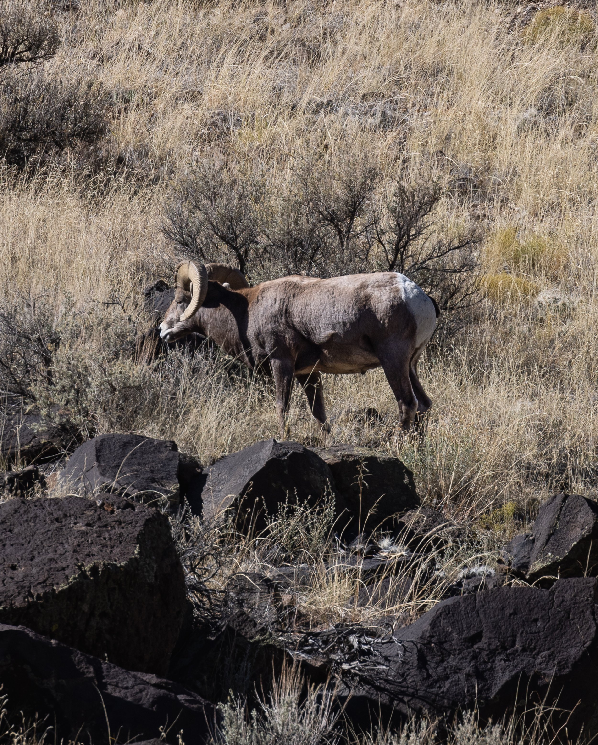 BIG HORN SHEEP, RIO GRANDE RIVER, NEW MEXICO