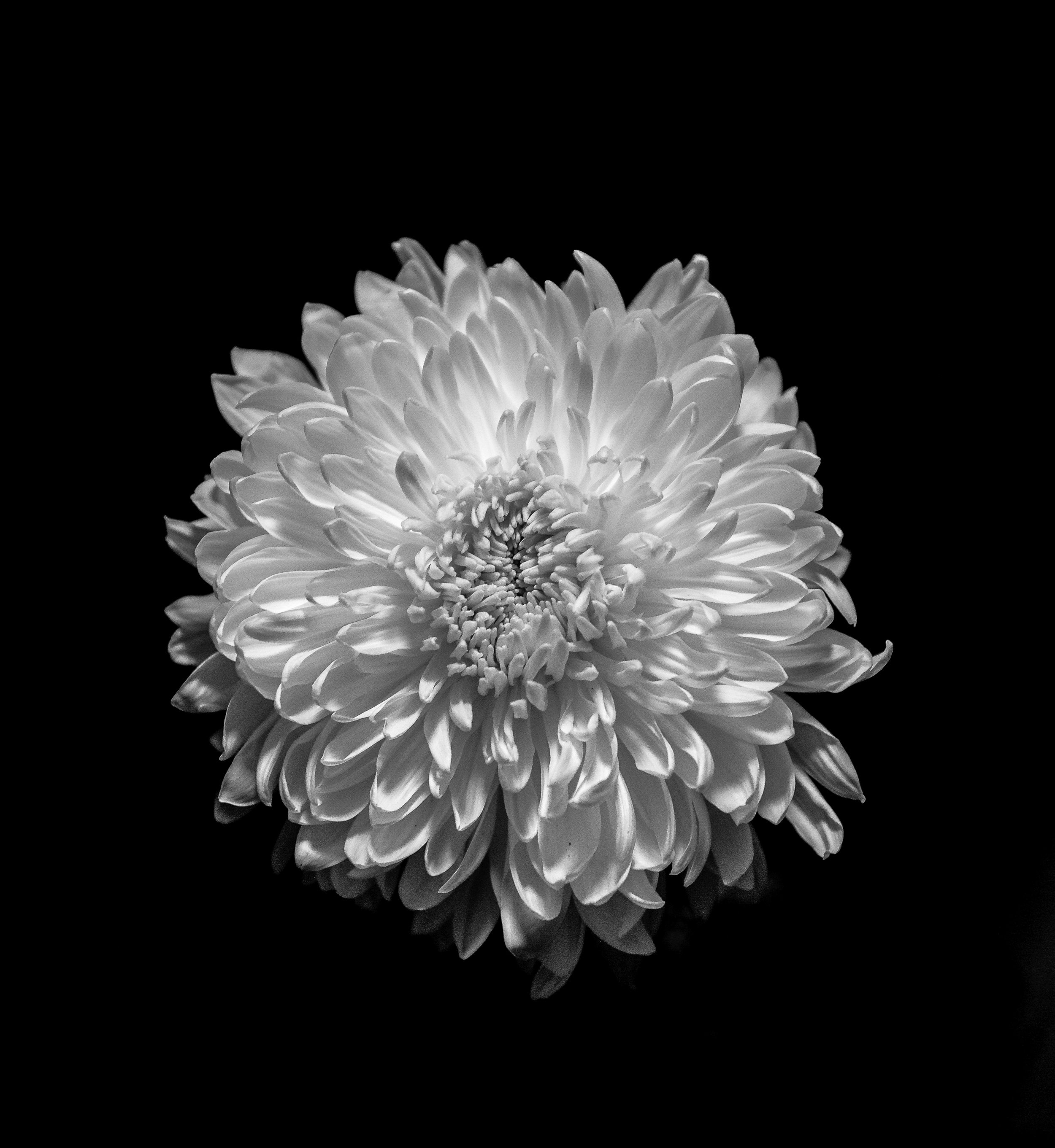 CHRYSANTHEMUM, ADA, MICHIGAN