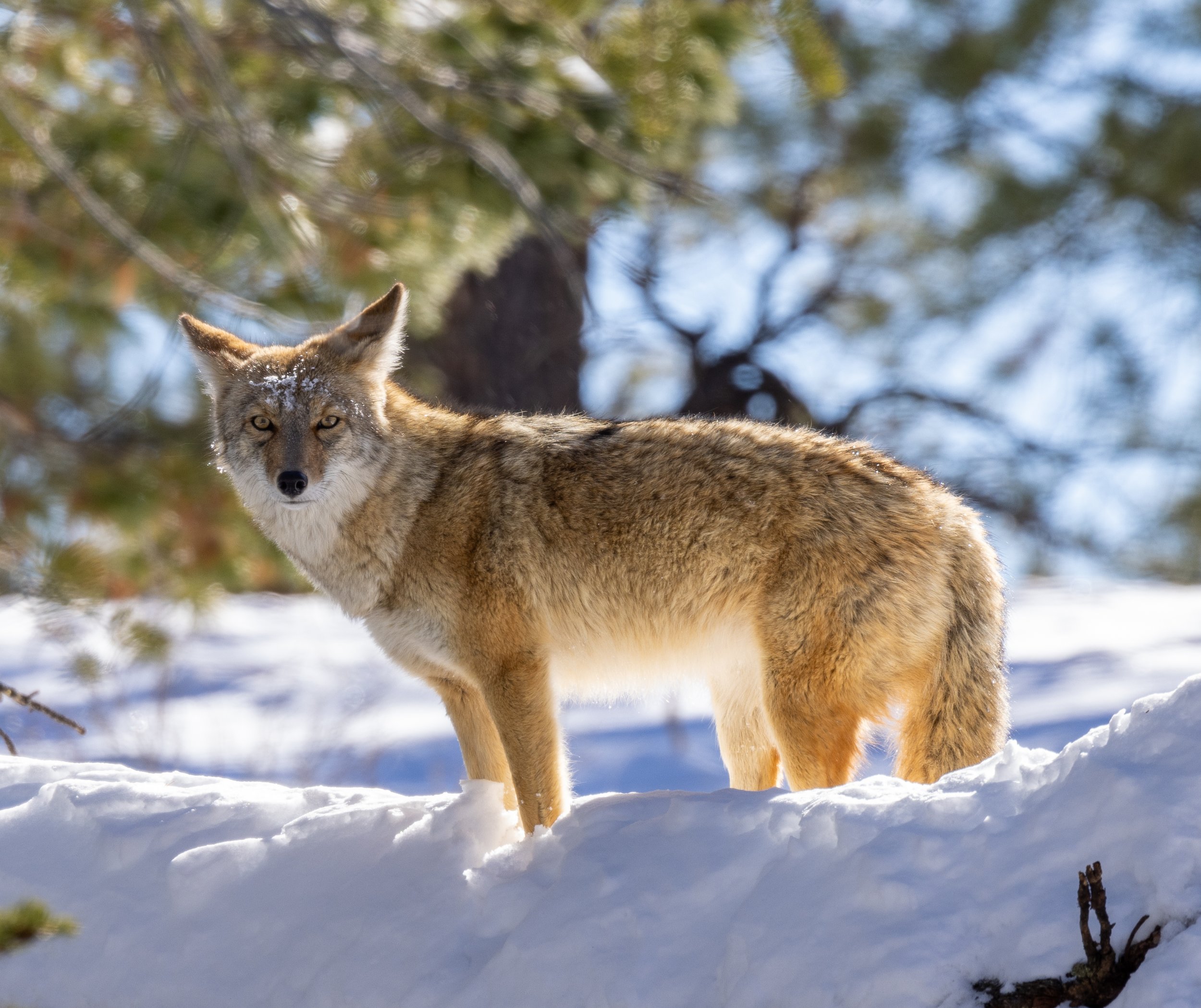 Coyote, Los Alamos, New Mexico