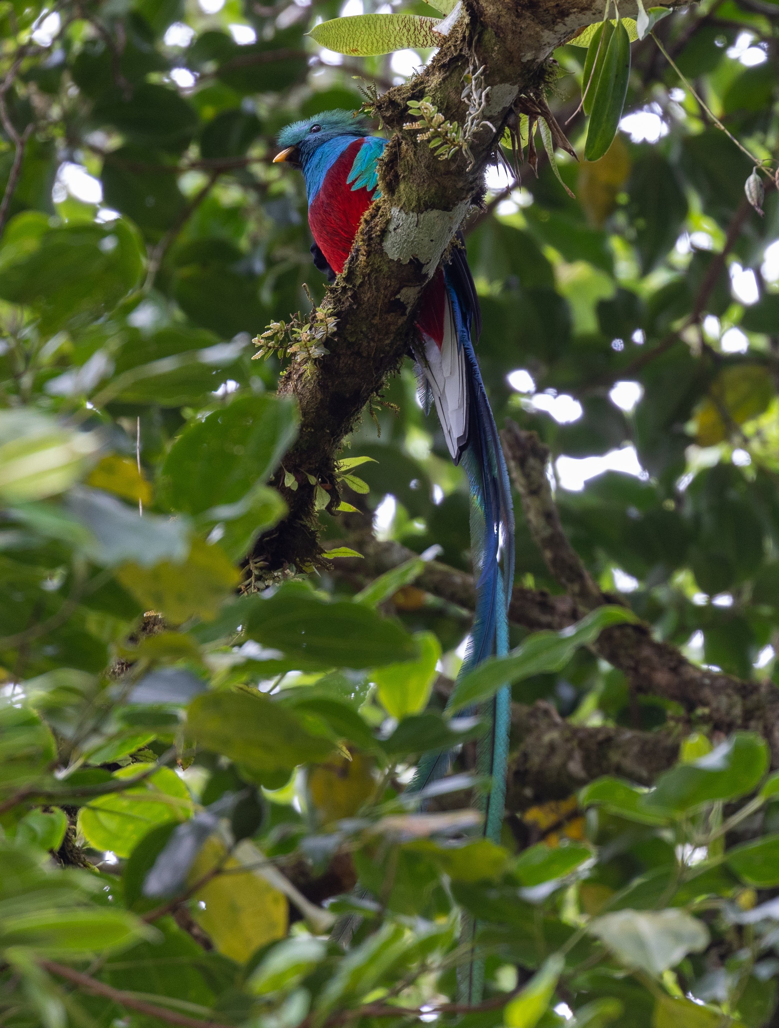 Quetzal