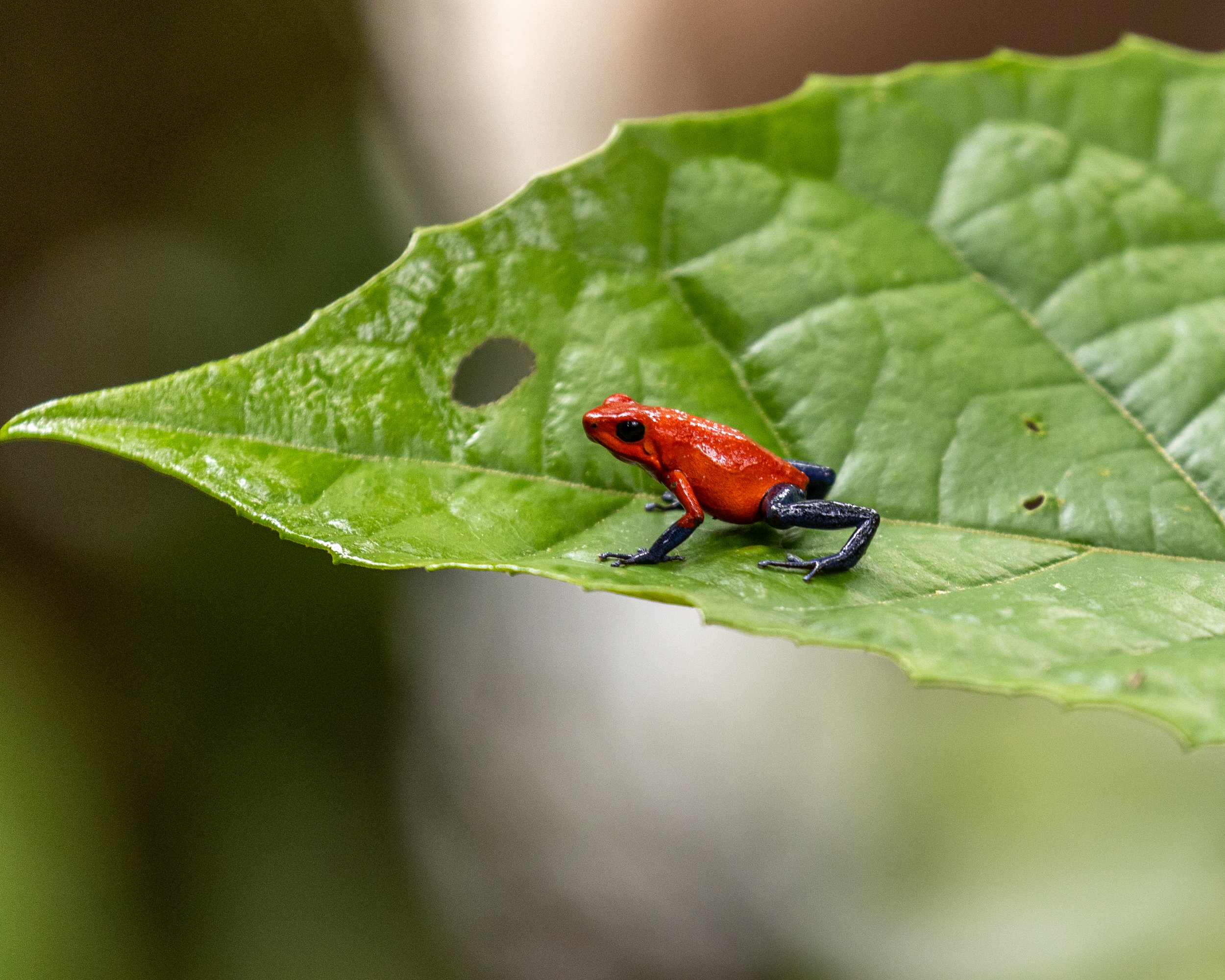 Strawberry Poison Dart Frog