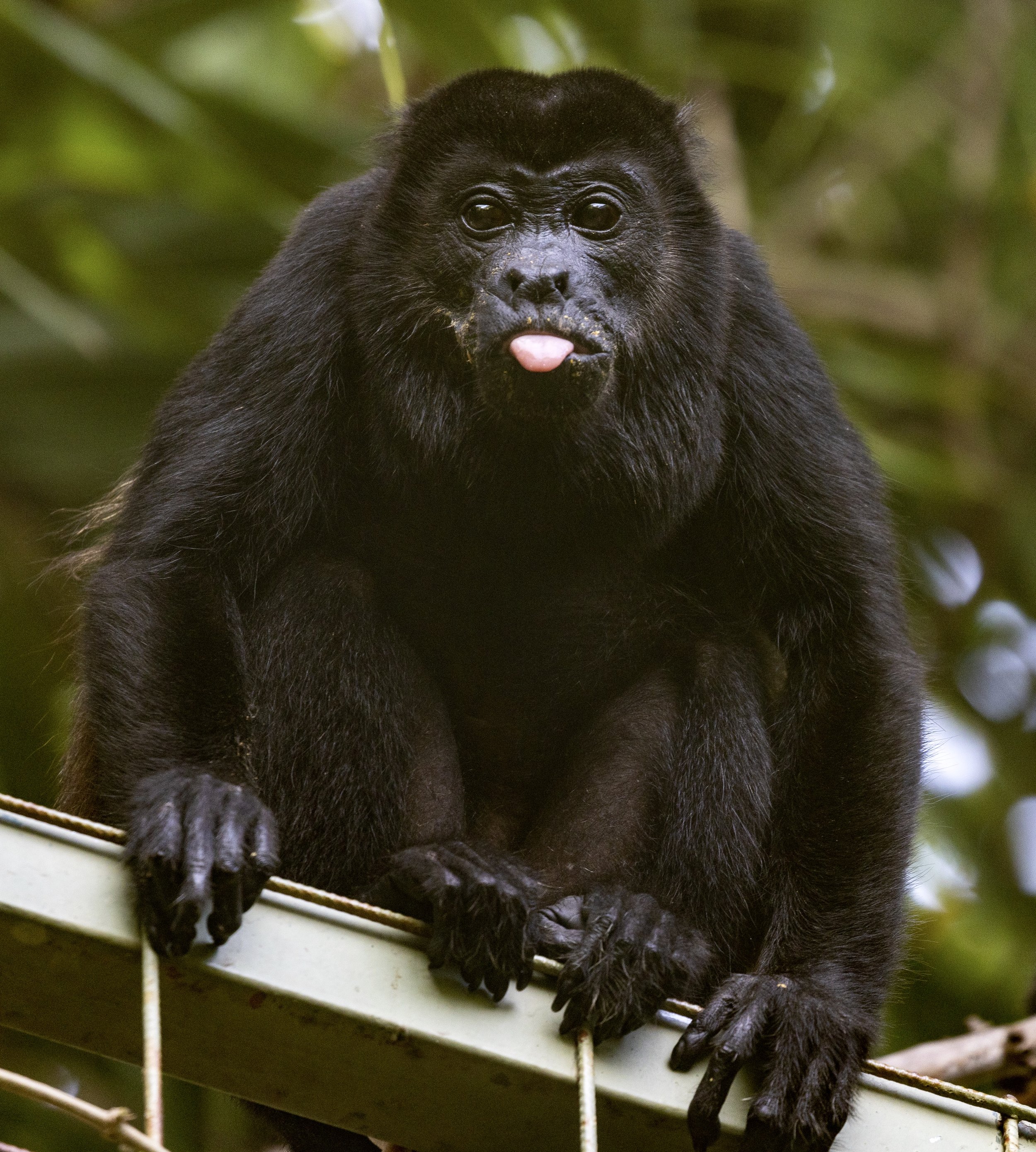 Howler Monkey