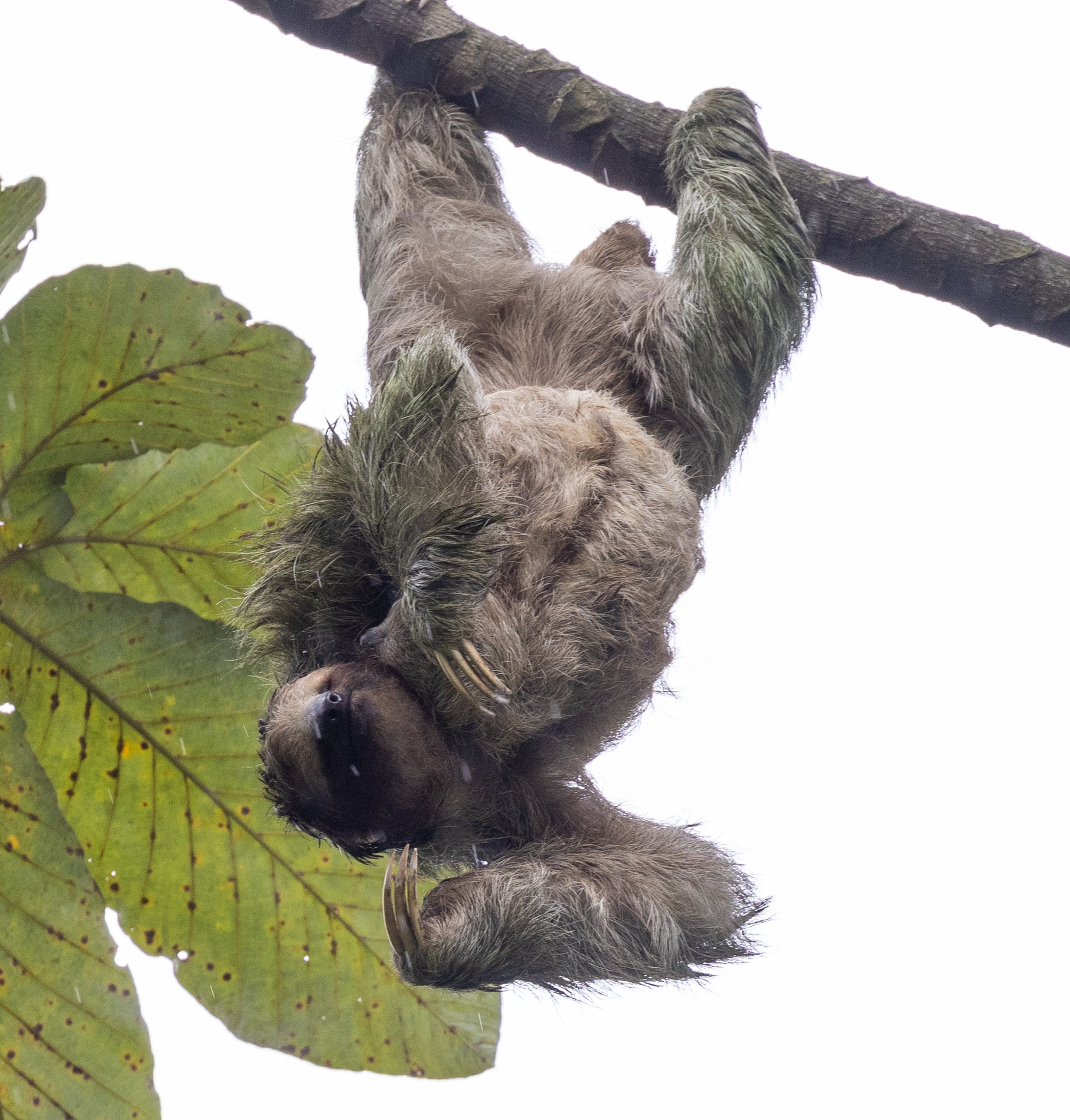 Three Toed Sloth