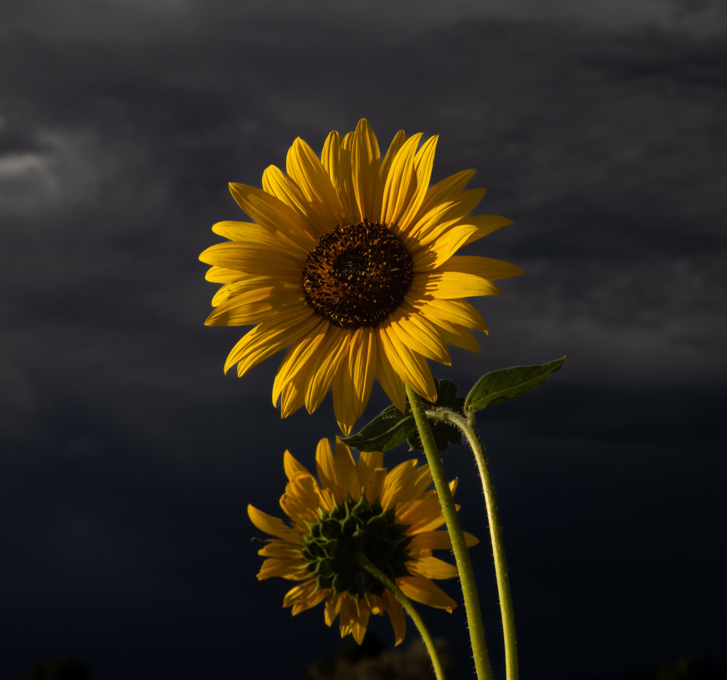 Sunflowers, Taos, New Mexico