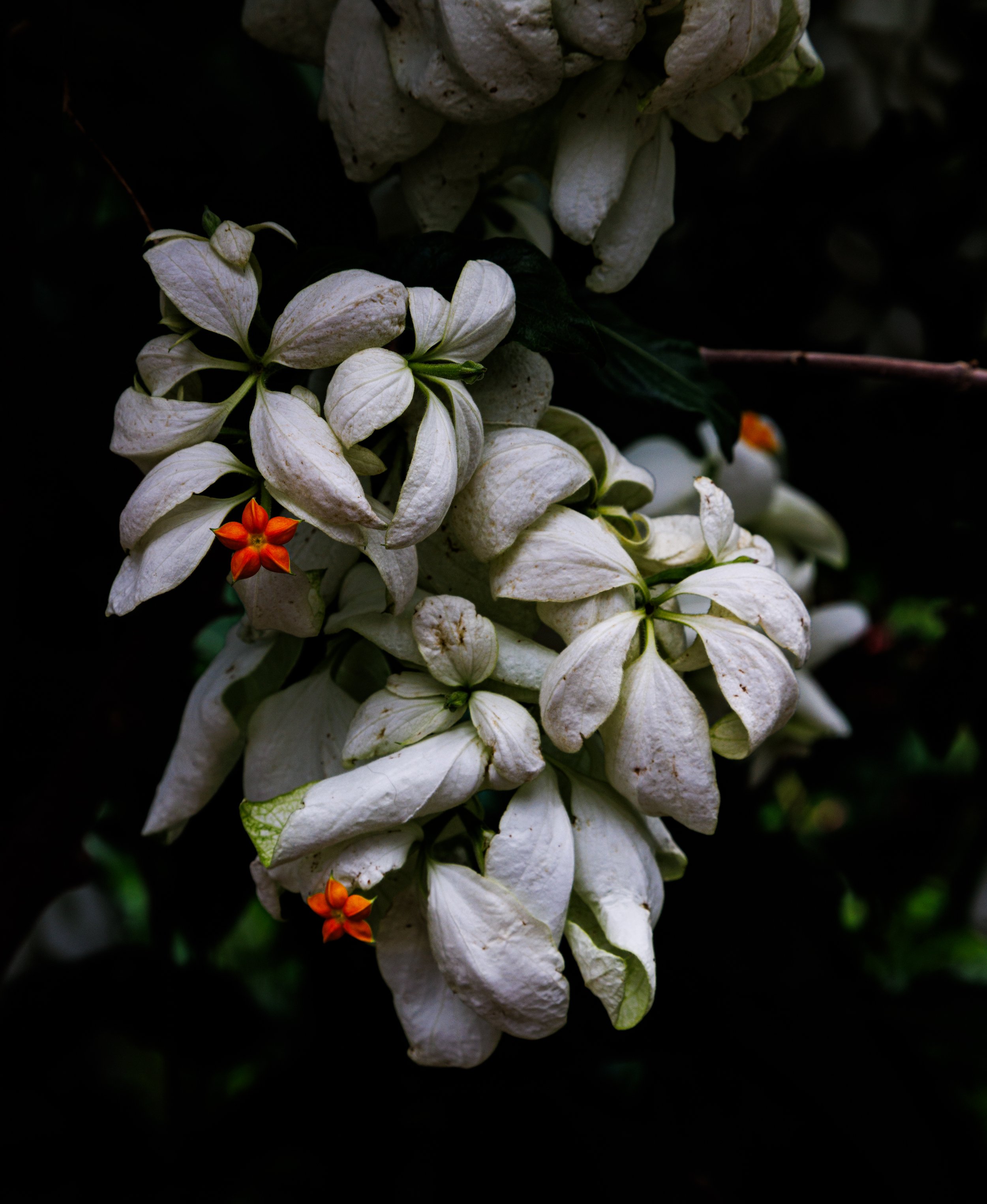 Mussaenda, Denver, Colorado