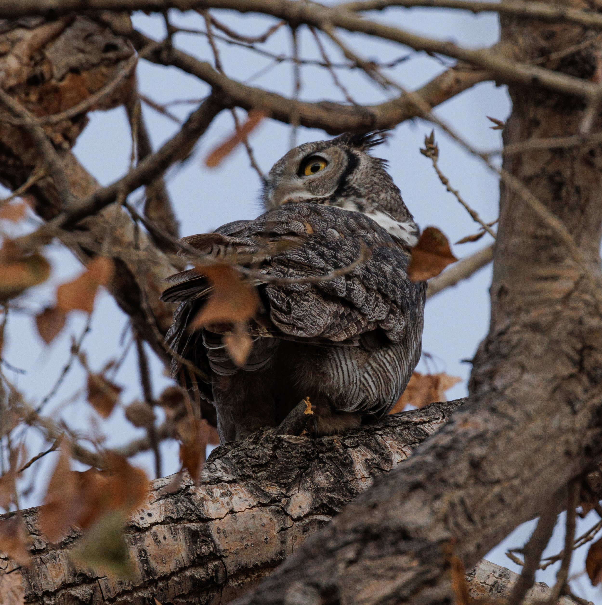 Great Horned Owl, Louisville, Colorado