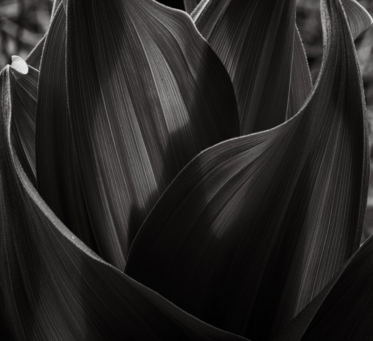 Skunk Cabbage, Colorado