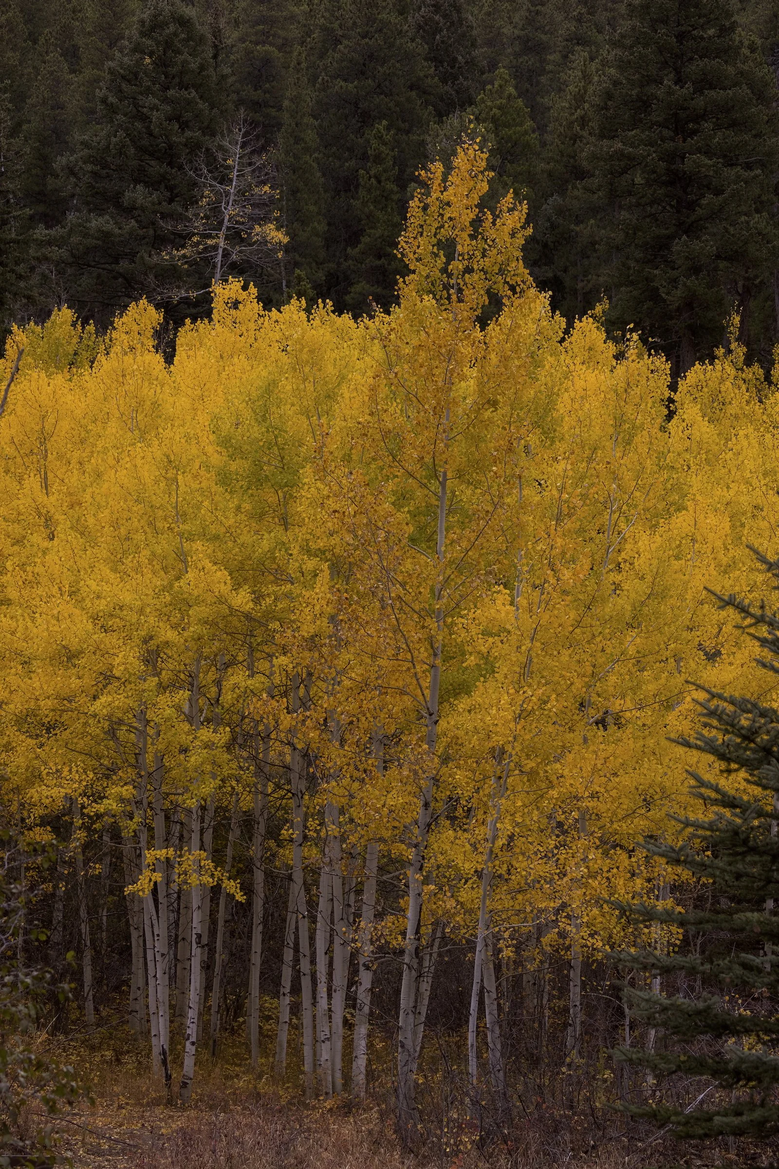 Aspens1.jpeg