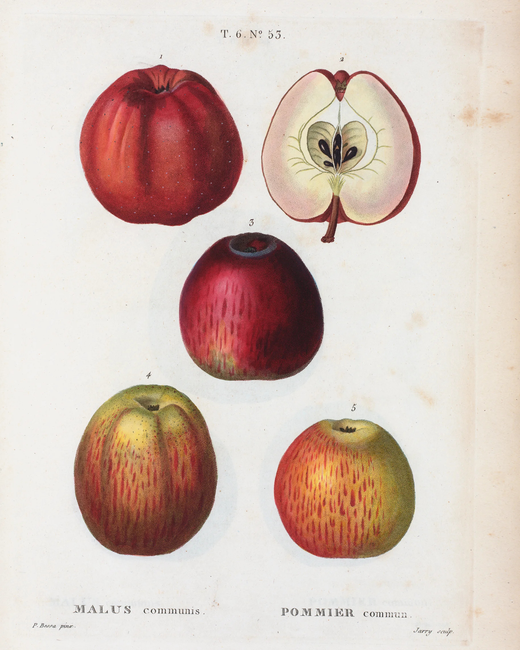 Apples.jpg